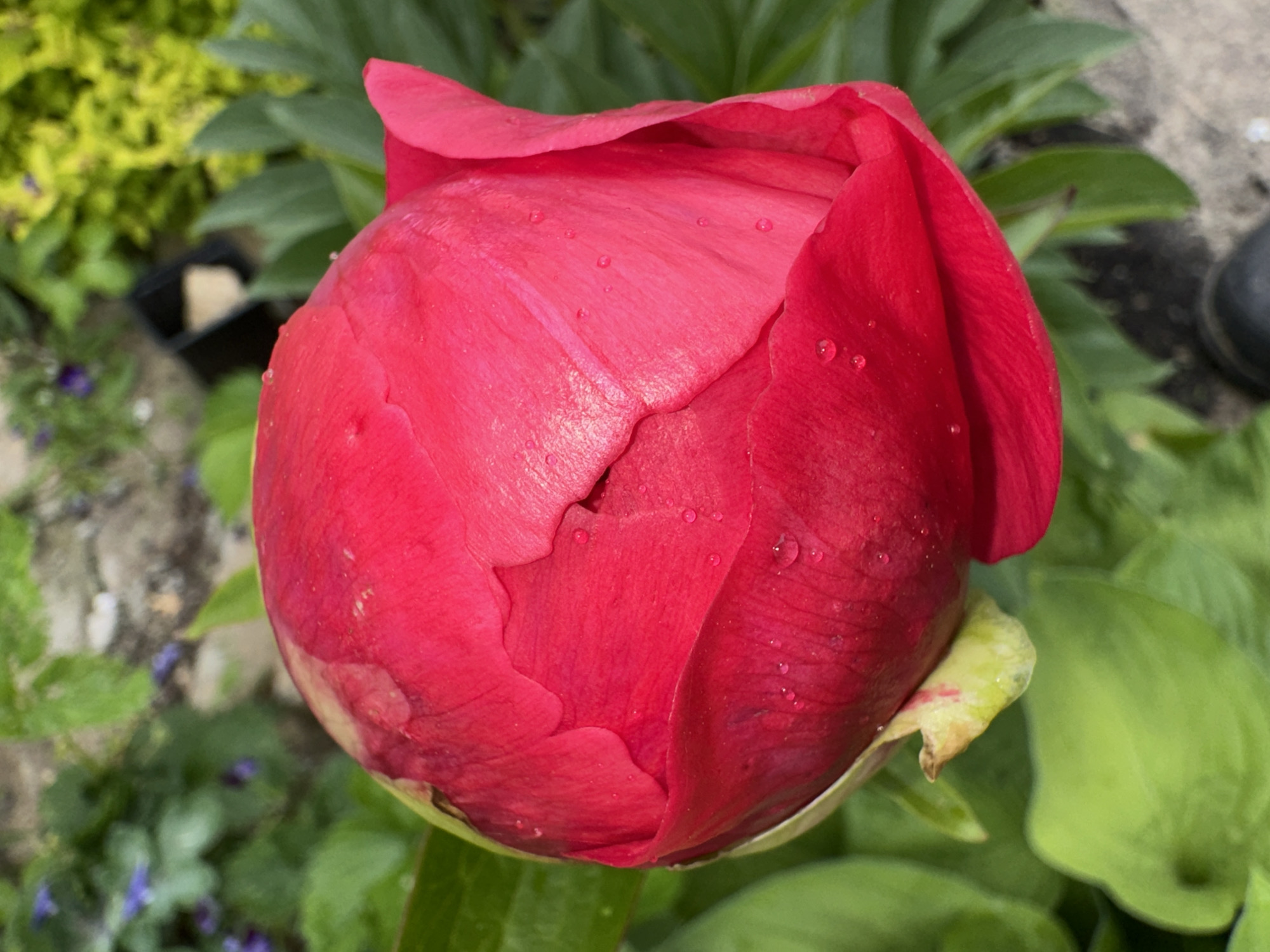 A close-up, overhead shot showcases a vibrant red peony bud in the foreground. Water droplets dot the surface of the bud, hinting at recent rain or dew. The bud is partially unfurled, revealing the soft, velvety texture of its petals. Lush green foliage surrounds the bud, with some leaves in sharp focus and others blurred in the background. In the distance, a vibrant yellow shrub provides a contrasting splash of color. The ground beneath the foliage appears to be a mixture of soil and gravel. A small black object, possibly a boot or shoe, is visible in the lower right corner, suggesting a human presence. The scene is set outdoors, likely in a garden or park, given the natural elements. The overall impression is one of natural beauty and tranquility.