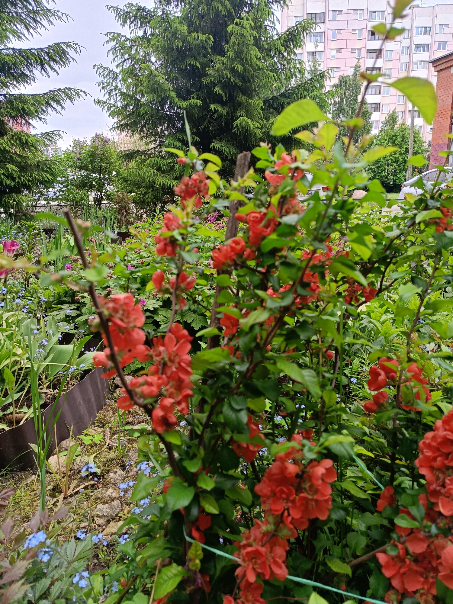 The image shows a garden in an urban environment. In the foreground is a shrub with red flowers and green leaves. Behind the shrub, there is a garden bed with a variety of plants including forget-me-nots (small blue flowers). A metal edge defines the garden bed. In the background, tall evergreen trees are visible, and behind them, a multi-story residential building with a pink facade can be seen. The sky is overcast.