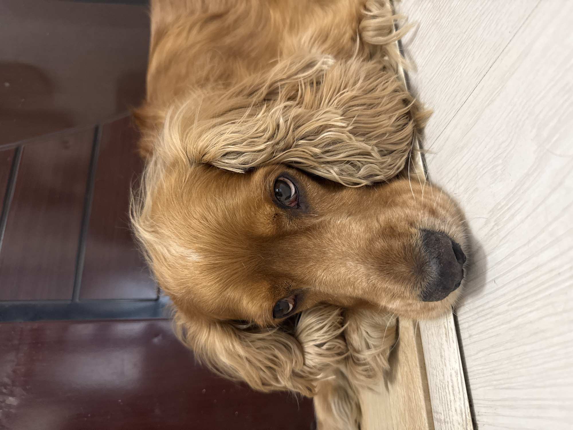 The image shows a close-up of a golden-colored dog, likely a cocker spaniel, lying on a light-colored wooden floor. The dog's head is resting, with its eyes looking towards the camera. Its fur is long and wavy, especially around its ears. In the background, a dark red, wooden piece of furniture is visible. There is no indication of the location being in the city of Montana, Bulgaria, or any other specific geographic location. The scene is indoors and appears to be a still, quiet moment.