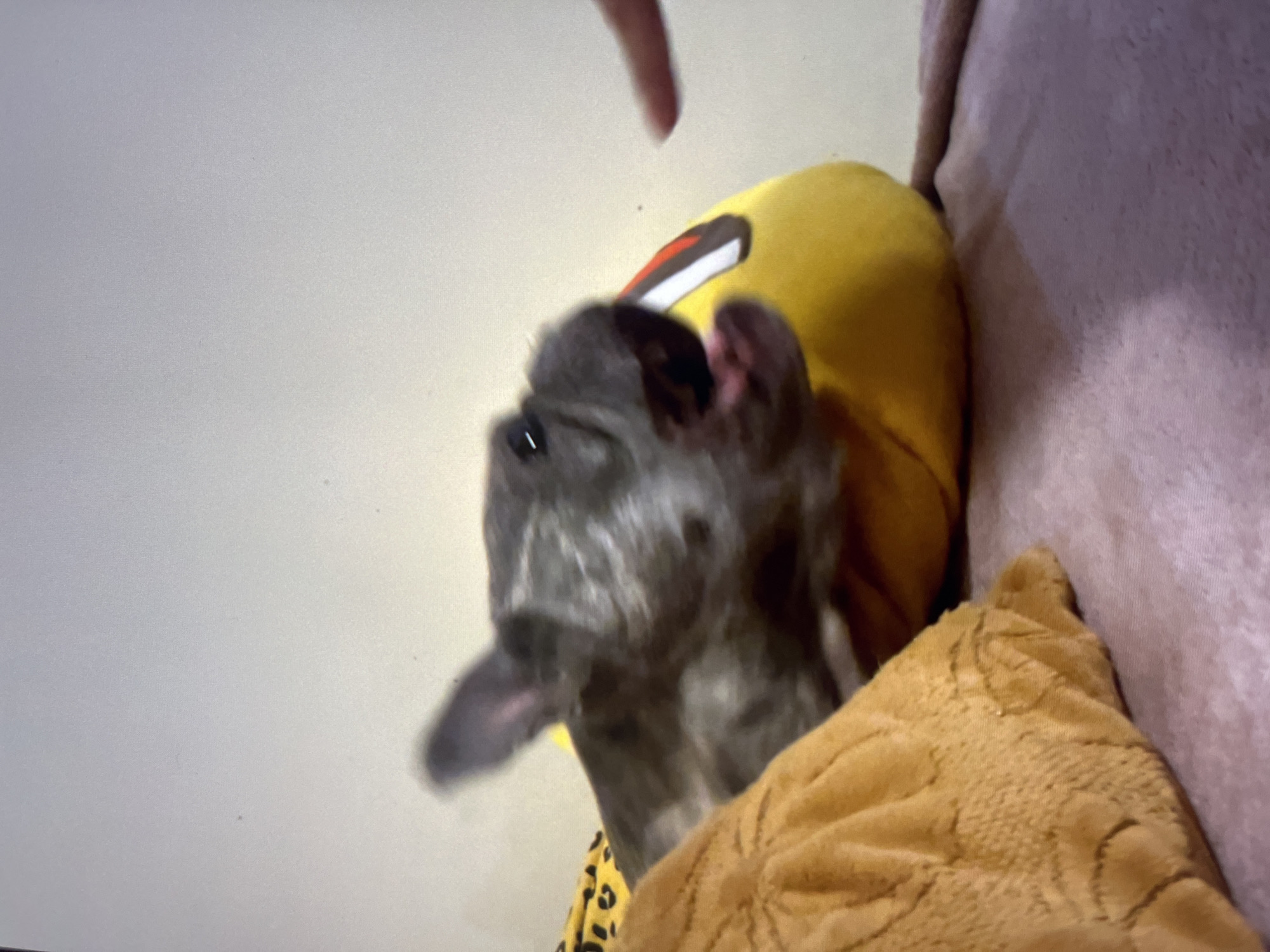 A close-up, slightly blurred image depicts a gray French bulldog partially visible, wearing a yellow hooded garment with red and black accents. The dog is positioned near a tan-colored textured pillow. Above the dog is a portion of a human finger, and to the right, a pink textured surface is noticeable. The location and city are Unknown, Unknown.