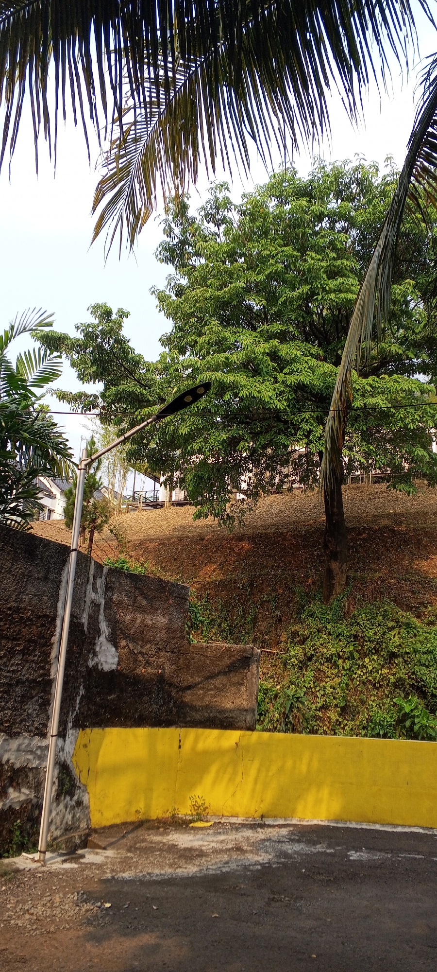 The image depicts an outdoor scene in Gunung Putri, Indonesia, characterized by a sloped embankment covered in vegetation and soil. A tall, leafy green tree dominates the mid-ground, with its branches reaching towards the sky. In the foreground, a bright yellow concrete wall runs horizontally, contrasting with a darker, textured concrete wall to its left. A street lamp with two oval-shaped lights is mounted on a metal pole, positioned near the yellow wall and extending towards the large tree. To the left of the street lamp, a smaller pine tree is visible, and further back, there are glimpses of buildings with white facades and dark roofs, suggesting a residential or commercial area. Palm fronds hang from the top of the frame, indicating a tropical environment. The ground in the foreground is paved with asphalt and gravel. The overall impression is a well-maintained outdoor space with abundant greenery.