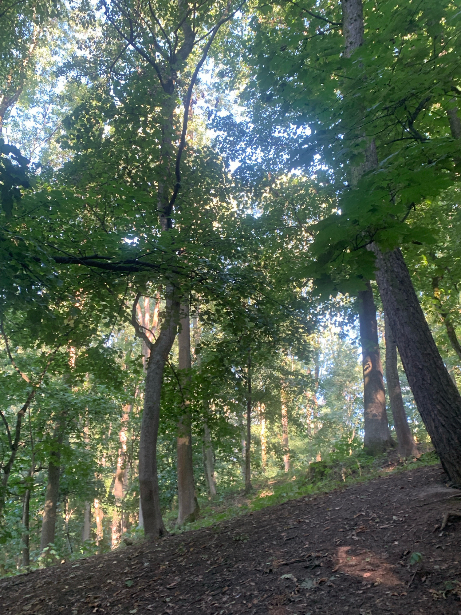 The image shows a sun-dappled forest floor in Lviv, Ukraine. Tall trees with green foliage dominate the scene, with sunlight filtering through the leaves and casting shadows on the ground. The ground itself is covered in dark soil and scattered leaves. The perspective is from low on a gentle incline, looking up into the canopy of the trees. There are no people or man-made objects visible. The environment appears to be a natural woodland area, possibly a park or forest on the outskirts of the city.