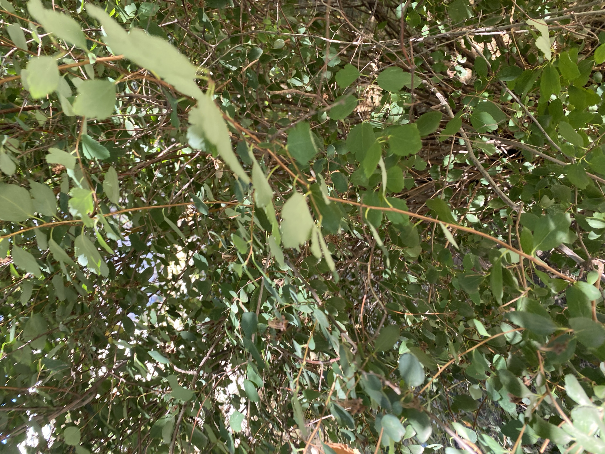 The image is a close-up, eye-level shot of dense green foliage and thin, woody branches, suggesting an outdoor natural setting. Sunlight filters through the leaves, creating dappled lighting. No people or man-made structures are visible. The scene is consistent with a public park or green space within the city of Chornomorsk, Ukraine, potentially during the warmer months given the vibrancy of the leaves.