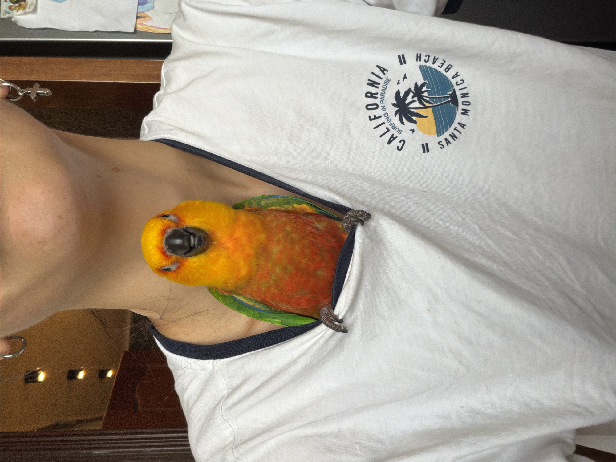 A yellow and orange parrot with green wings is nestled inside the V-neck of a white t-shirt worn by a person. The t-shirt has a dark blue trim around the neckline and a graphic design on the right side that reads "CALIFORNIA SURFING IN PARADISE SANTA MONICA BEACH" with images of palm trees, a sun, and ocean waves. The person is wearing a silver hoop earring in their left ear and a silver cross earring in their right ear. The background is slightly blurred, showing what appears to be a doorway and possibly lights, suggesting an indoor setting. The image was taken in Khimki, Russia.