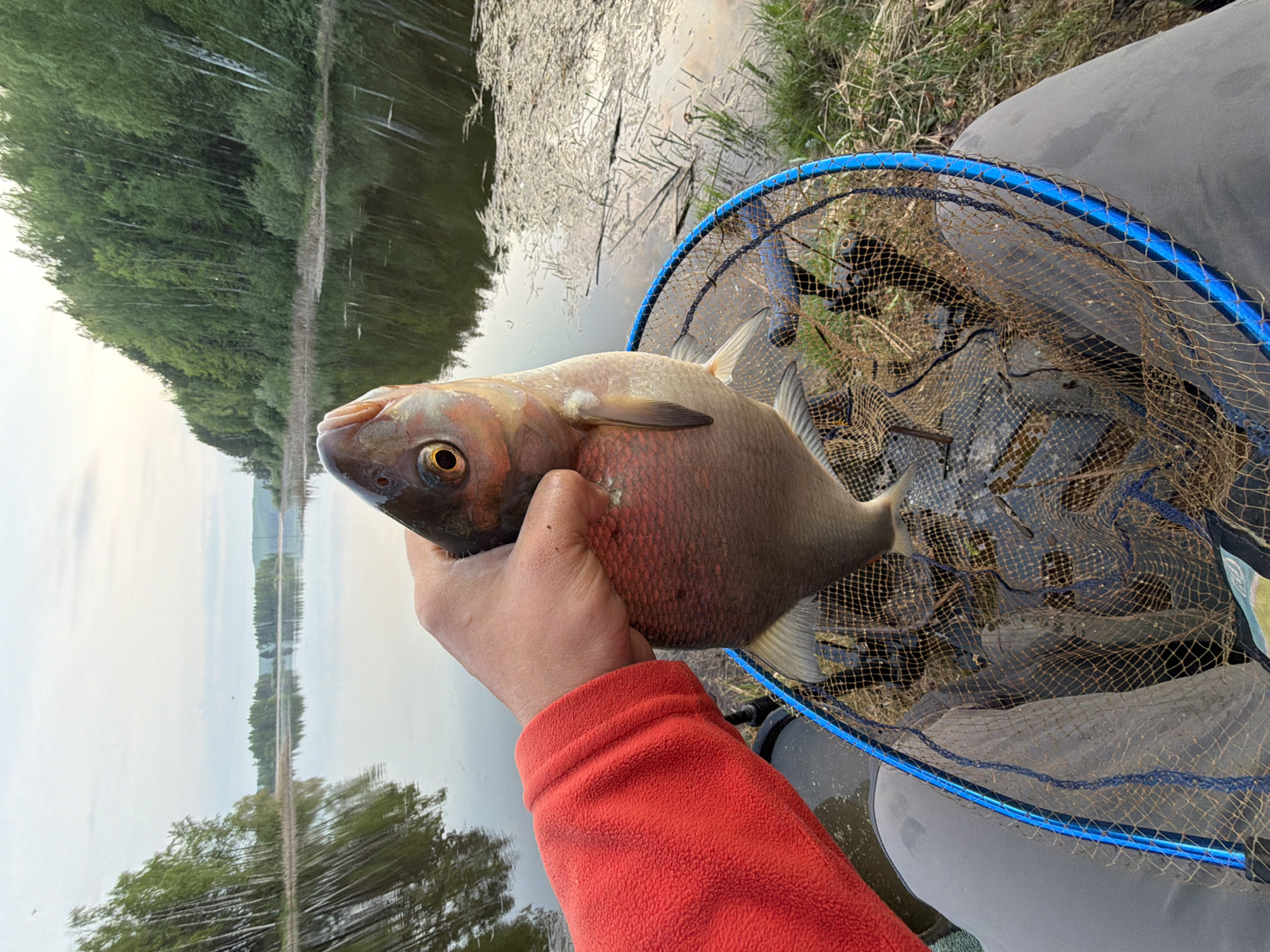 A close-up, slightly angled view shows a person holding a fish next to a blue-rimmed fishing net. The person, wearing an orange fleece jacket, holds the fish in their hand, displaying its silver-grey scales and reddish tint near the gills. The fishing net, with its fine mesh, lies next to the person's leg, covered in gray fabric. In the background, there is a body of water reflecting trees and sky. This scene is located in the city of Chaykovsky, Russia.