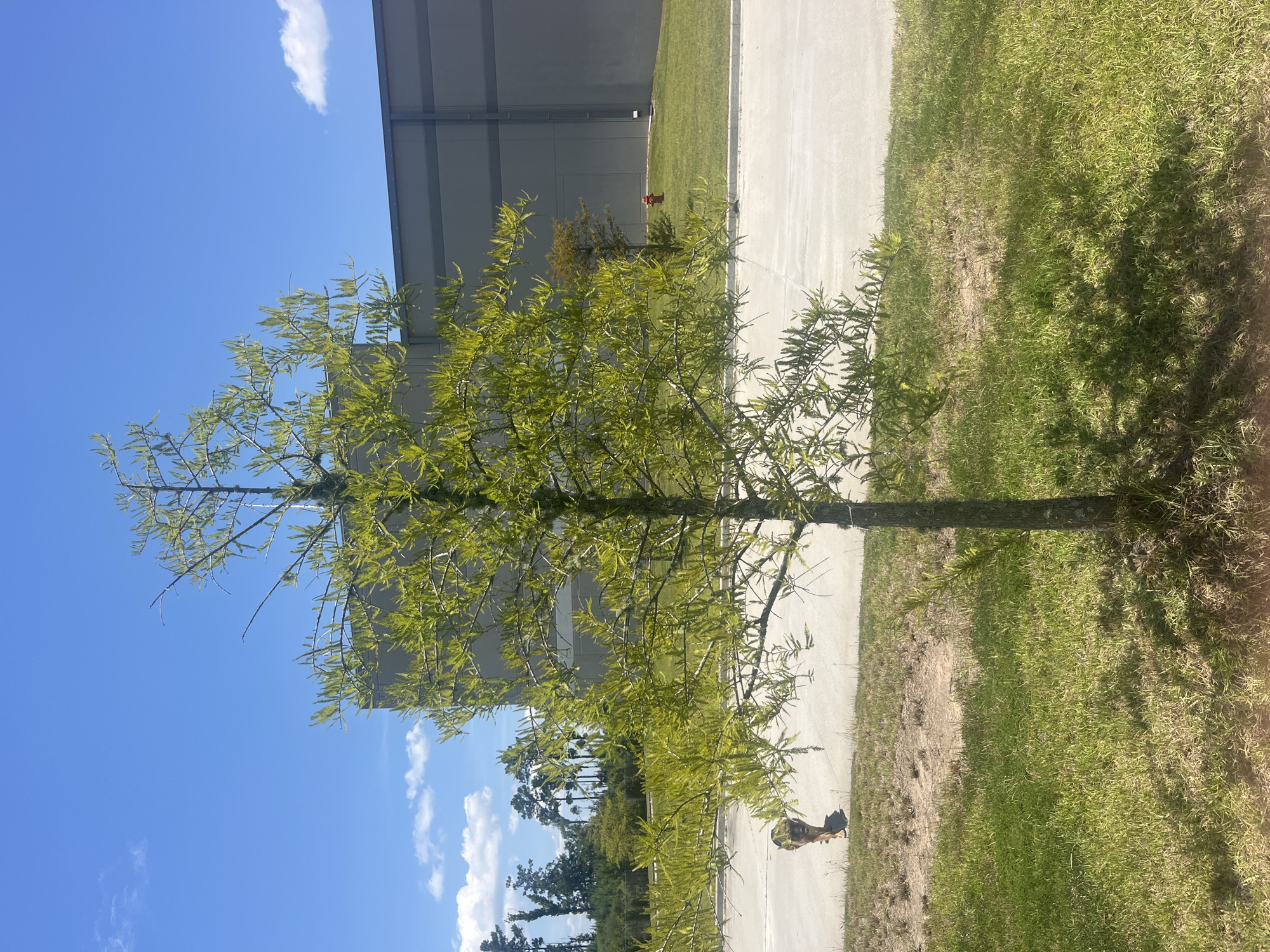 A medium shot captures a young, sparsely leaved tree in the foreground, casting a dappled shadow on the sunlit grass. Behind it, a paved area stretches out, with a person walking a dog in the distance to the left. A large, gray industrial building dominates the background, with a red fire hydrant visible on a grassy slope to the right of the building. The sky is a bright blue with scattered white clouds. The scene appears to be an outdoor industrial park area in Pooler, Georgia, USA, on a clear day.
