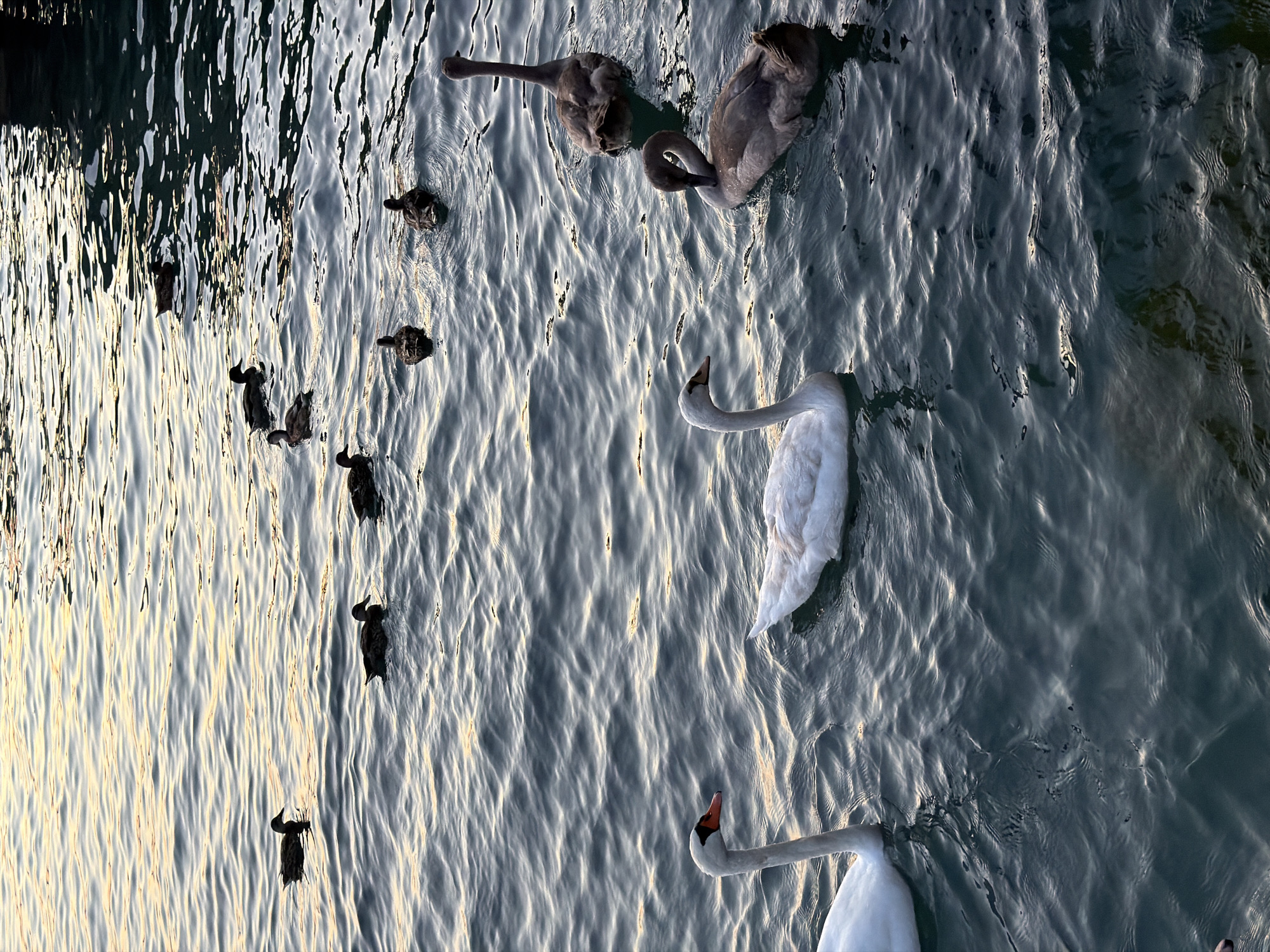 A flock of swans and ducks swims in the calm waters of Lake Garda, near the shore of Sirmione, Italy. The light of the setting sun casts a warm glow on the rippling surface of the water. Two adult swans, one white and one partially visible as white, are in the foreground, while three juvenile swans, with their grey plumage, are in the middle ground. Several ducks are scattered throughout the scene, some in the middle ground and others in the background, swimming in a loose formation. The water is dark blue with streaks of yellow and gold reflecting the sunset. A dark, indistinct structure is visible along the top edge of the image, suggesting the presence of a dock or shoreline.