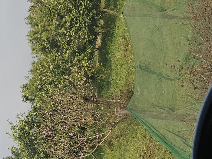 This image depicts an outdoor agricultural scene in Ameur عامر, Morocco. The foreground is partially obscured by a dark, curved object, likely an interior component of a vehicle. The mid-ground features a field of green ground cover. A large green net is stretched horizontally across this area, supported by a visible wooden post on its left side and extending to the right. Directly in front of the net, particularly on the right, are clusters of dried, brown plant stalks. In the background, a row of trees is visible. The leftmost tree is covered in numerous light pink blossoms. To its right, several other trees display dense green foliage with scattered white blossoms. The upper portion of the image shows a uniform, light gray sky. No individuals are present, and no discernible actions or interactions are occurring within the frame.