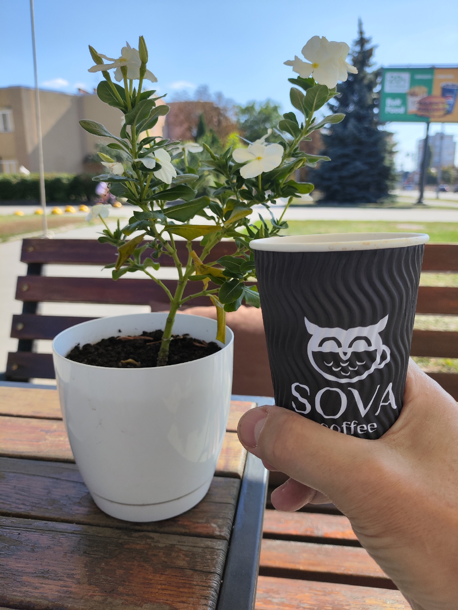 An outdoor scene in Kharkiv, Ukraine, features a hand holding a black paper coffee cup with white branding that reads "SOVA coffee" and a smiling owl logo. The cup is positioned in front of a white potted plant with delicate white flowers and green leaves. The plant is placed on a wooden table, which appears to be outdoors, likely at a cafe or restaurant. In the background, a wooden bench is visible, and beyond that, a street scene unfolds with trees, buildings, and a billboard. The sky is clear and blue.