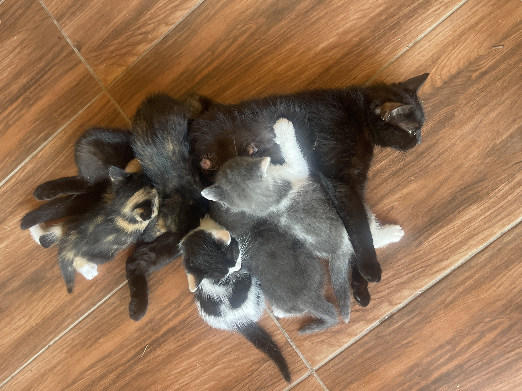 A pile of six kittens, ranging in color from black to grey to calico, are sleeping on a wooden floor. The kittens are all intertwined and appear to be comfortable with each other. The floor is made of wooden planks and appears to be clean. The overall impression of the image is one of warmth and comfort. The image is likely taken in a home in Totleben, Bulgaria.