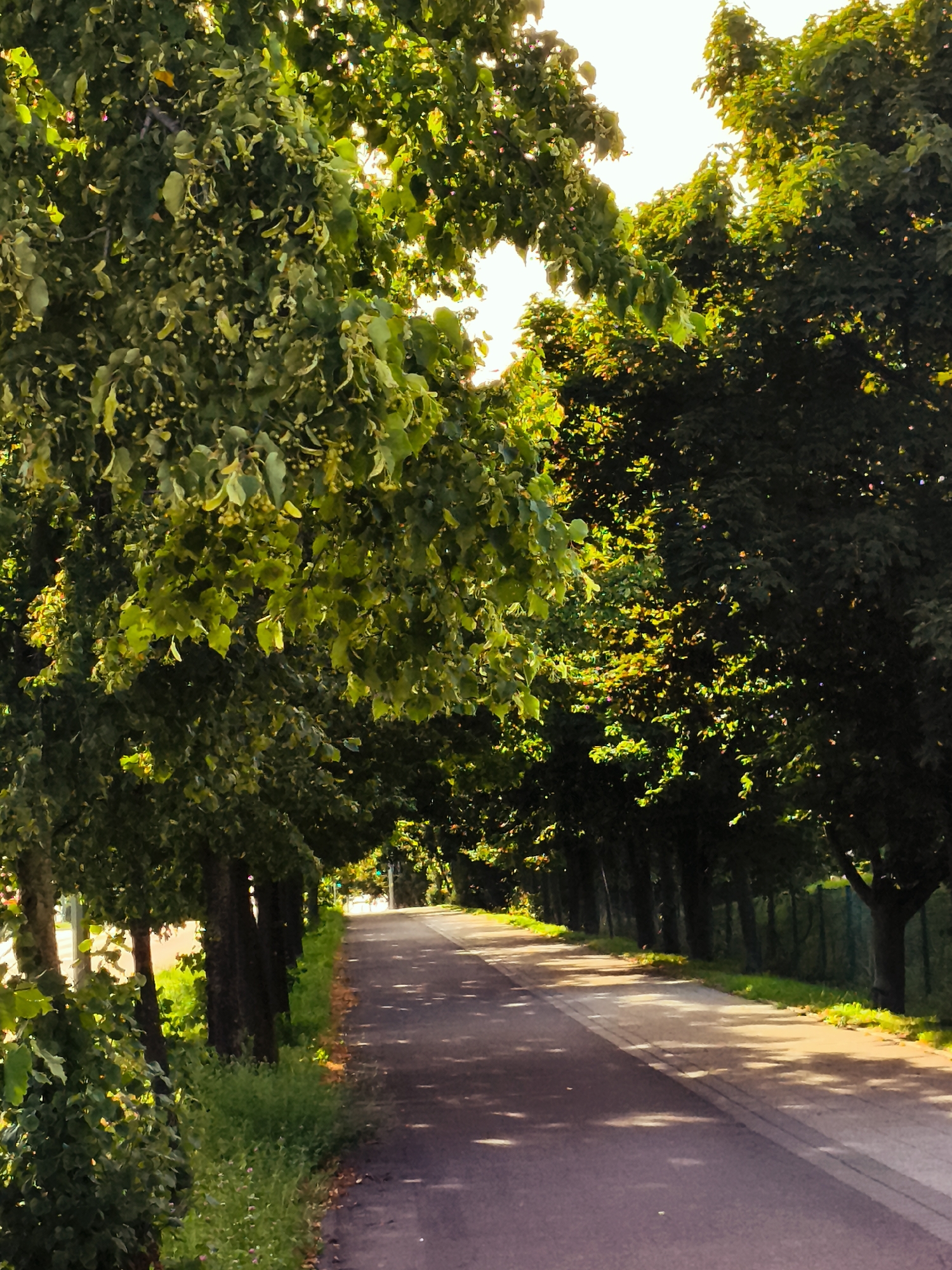 A paved pathway lines the right side of the image, curving into the distance under the dappled shade of mature trees. The pathway is bordered by a strip of green grass and fallen leaves on the right, and a dense line of trees on the left. The trees form a canopy overhead, with sunlight filtering through the leaves, casting shadows on the pathway. The foliage is predominantly green, with some areas appearing brighter where the sun hits. The scene appears to be a park or tree-lined street, likely in Gdańsk, Poland, given the context. There are no people or active subjects visible in the image. The overall atmosphere is serene and natural.