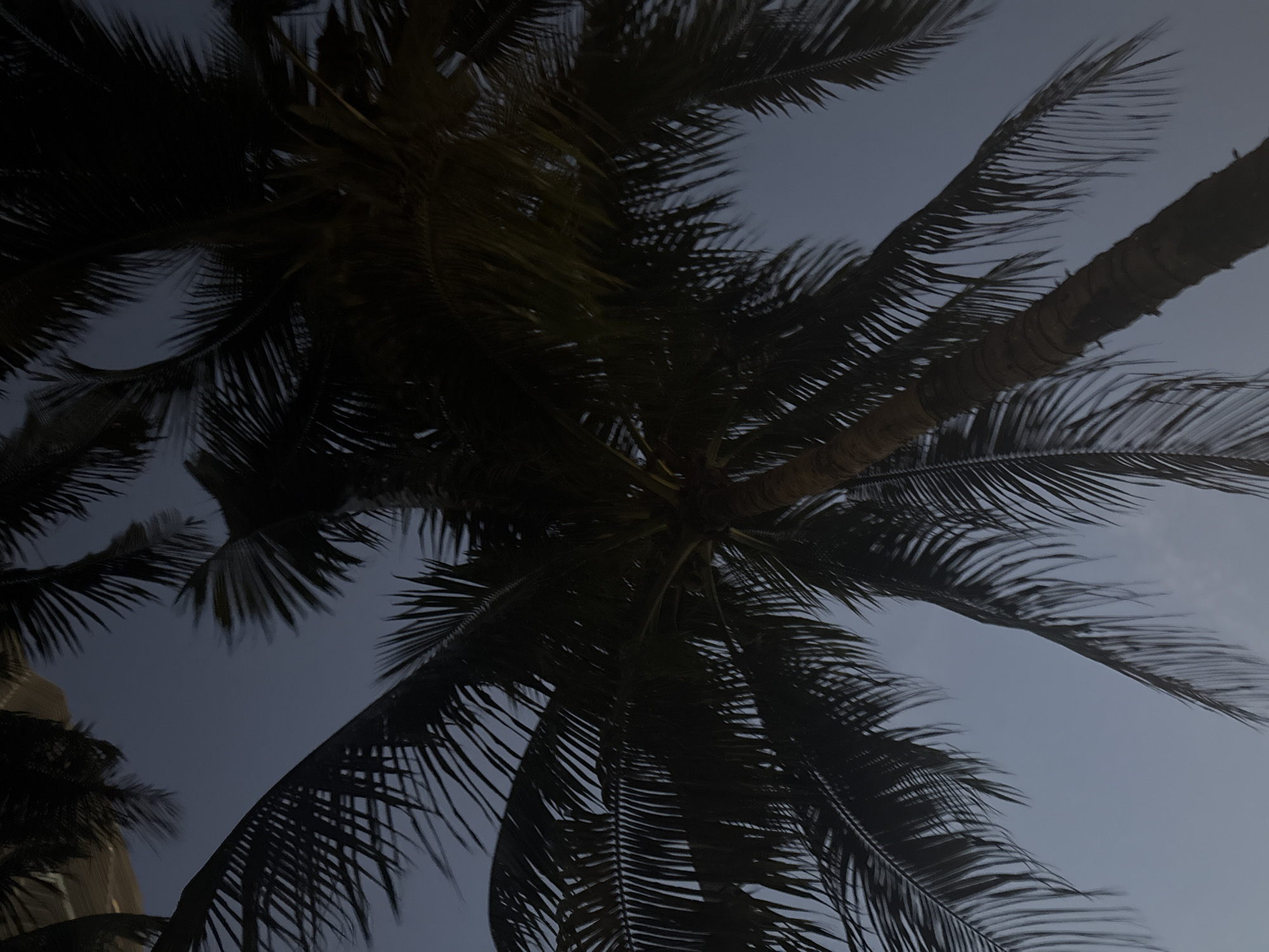 The image depicts a view looking up into the canopy of several palm trees. The fronds are dark against a dusk or dawn sky. The photo was likely taken in Miami, United States of America.