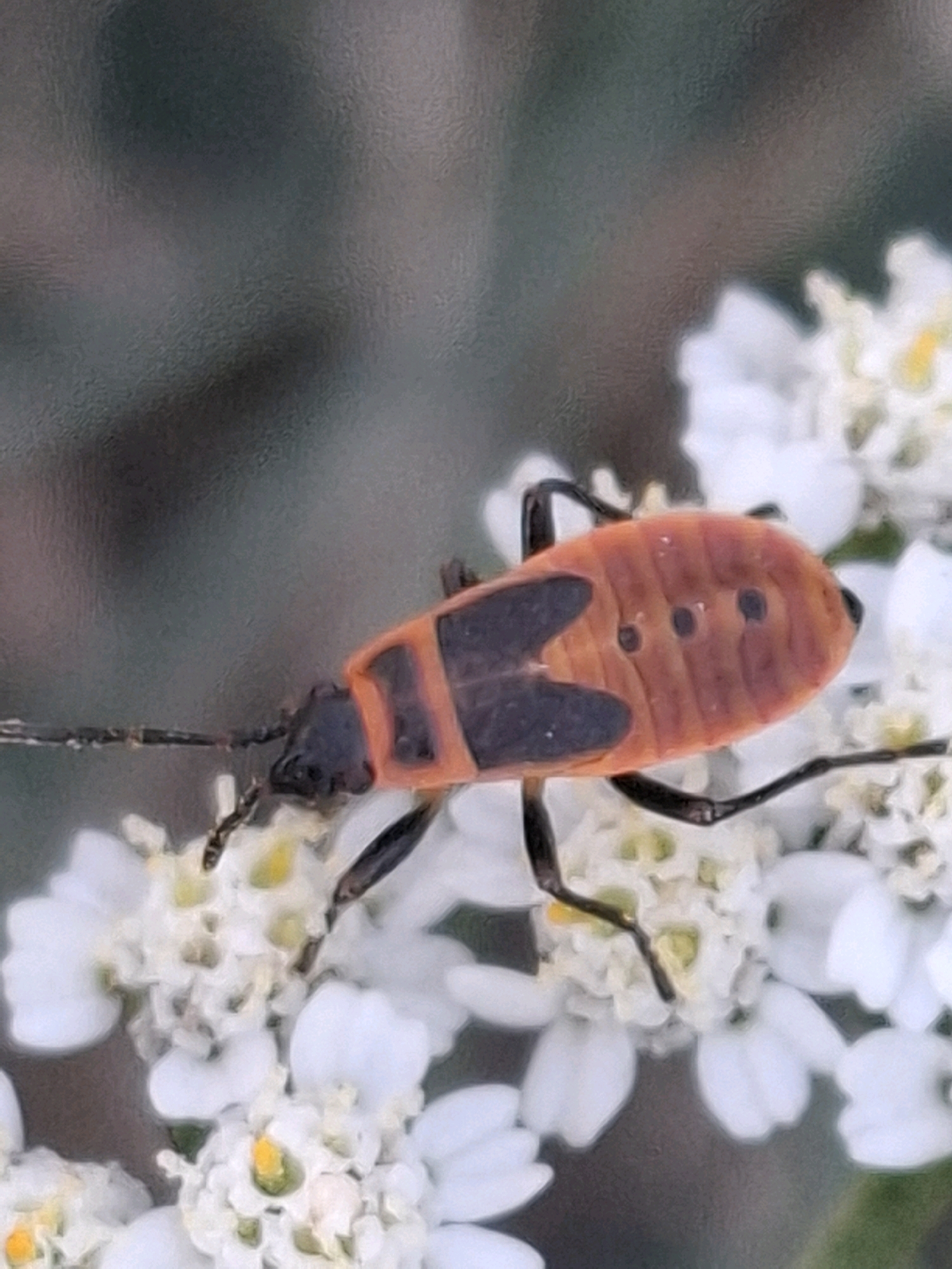 A macro photograph captures a bright orange and black insect with three distinct black spots on its abdomen, perched on a cluster of small white flowers. The insect's body is segmented, with a black head and antennae extending forward. Its wings are partially visible, displaying orange coloration with dark markings. The white flowers are delicate and numerous, with yellow centers, creating a soft, blurred background that highlights the insect. The overall scene suggests a natural, outdoor setting, possibly a garden or park. There are no people or identifiable landmarks present in the image that would suggest a specific location within the city of Almaty, Kazakhstan.