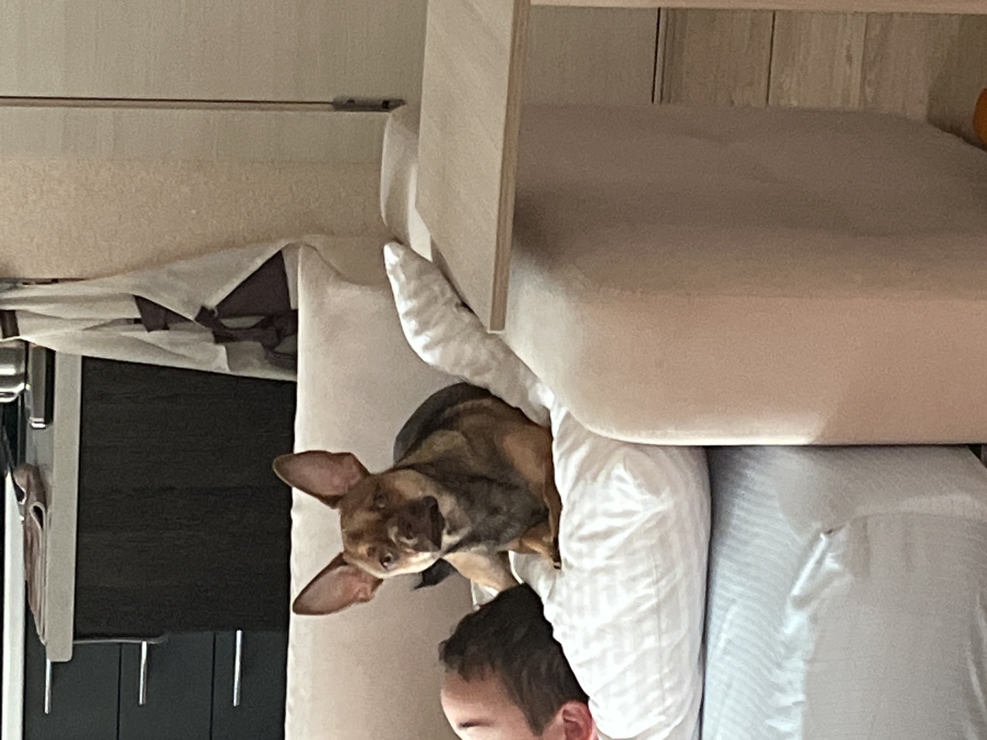 The image depicts a domestic interior scene. A small dog with brown and black fur and large ears is lying on a beige sofa next to a person. The person is lying on their side, with their head on a white pillow and their face partially visible. The sofa is in a living room, with a table to the right of the sofa and a dresser or cabinet in the background. The lighting suggests it is daytime. There is no indication that this scene is located in Astrakhan, Russia.