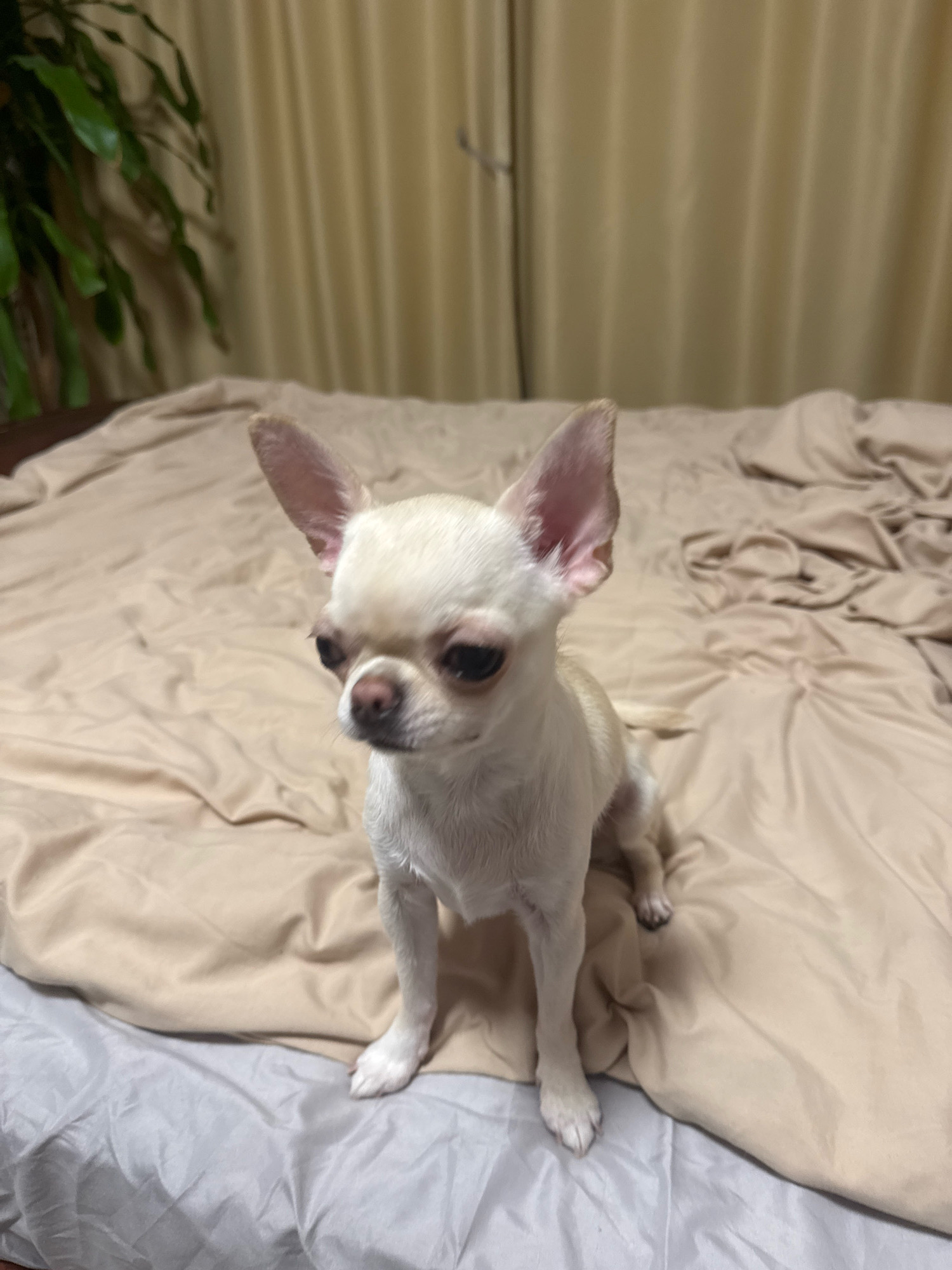 The image depicts a small, white chihuahua dog with large ears and dark eyes, sitting on a beige-colored bed with wrinkled sheets. The dog is facing slightly to the left, with its body angled towards the viewer. Behind the dog, beige curtains are visible, suggesting an indoor setting. To the left of the dog, a portion of a green plant is visible. The scene appears to be an ordinary domestic environment, with no specific indicators pointing to the city of Novosibirsk, Russia.