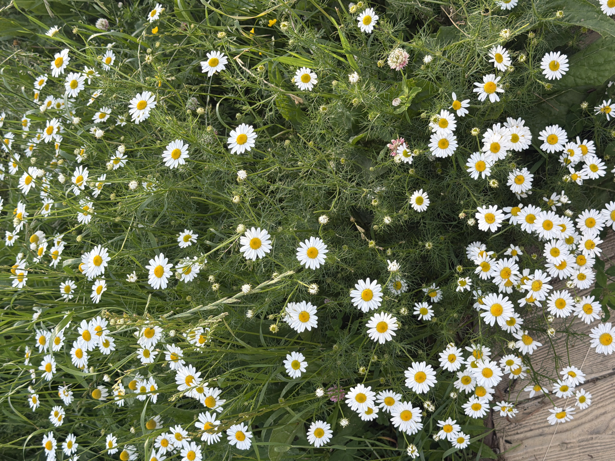 The image shows a dense field of white daisies with yellow centers, interspersed with green foliage and grass. A portion of a wooden surface, possibly a walkway or deck, is visible in the lower left quadrant. The flowers are varied in size and stage of bloom, with some fully open and others appearing as buds. The overall scene is natural and outdoors, suggesting a meadow or garden setting. There are no people or animals present. The image does not provide any specific visual cues to identify its location within the city of Cherdyn, Russia.