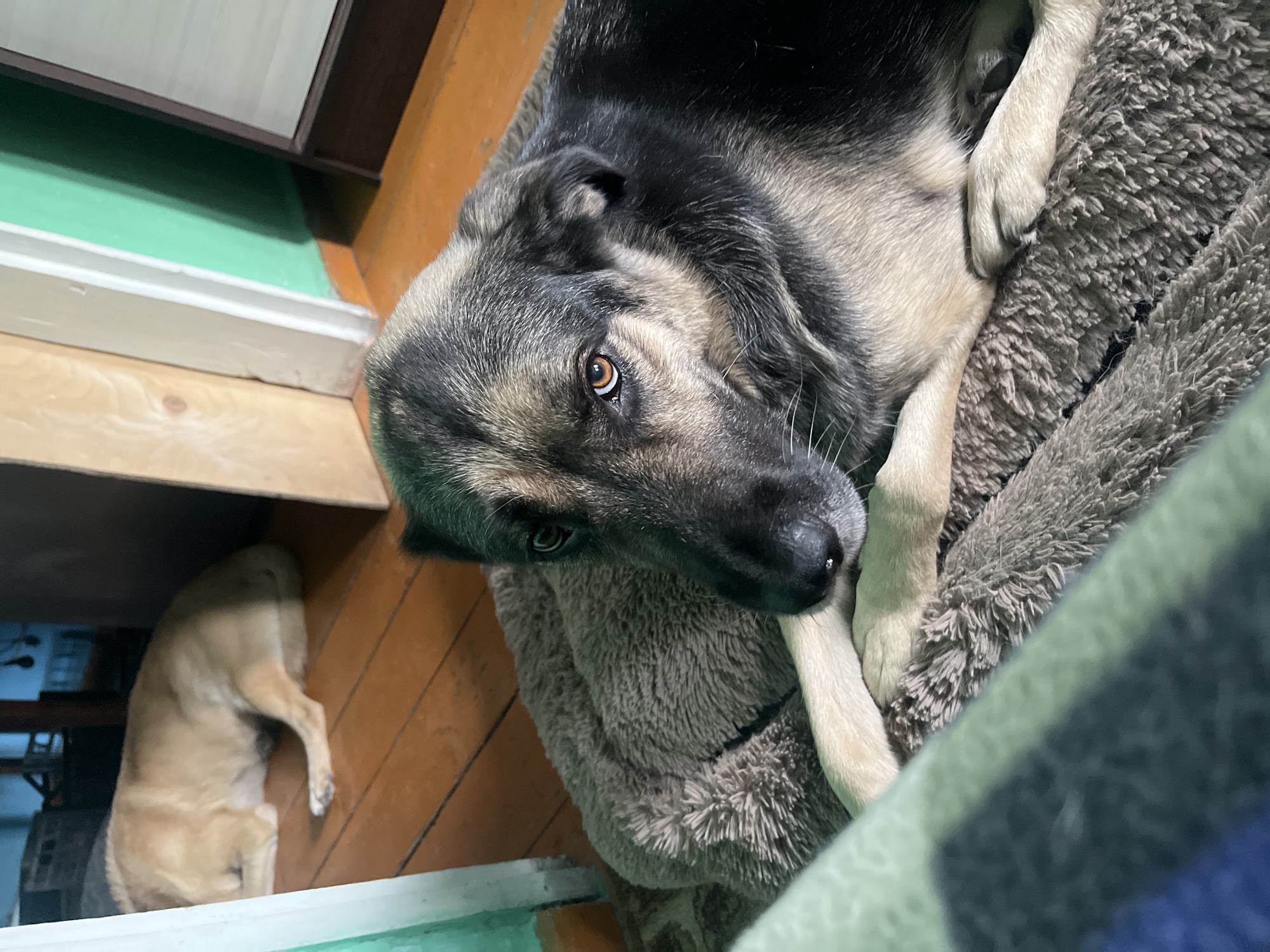In an interior setting, two dogs are present. The dog in the foreground, a German Shepherd mix, is lying on a fluffy brown dog bed, facing the camera with its head resting on its paws. It has dark fur with tan markings and expressive brown eyes. In the background, a second dog, lighter in color, is lying down on a wooden floor. The room appears to be residential, with wooden flooring and walls painted in green and beige. The lighting suggests an indoor environment, possibly a home or shelter. There is no indication of the specific location within the city of Nizhny Tagil, Russia.