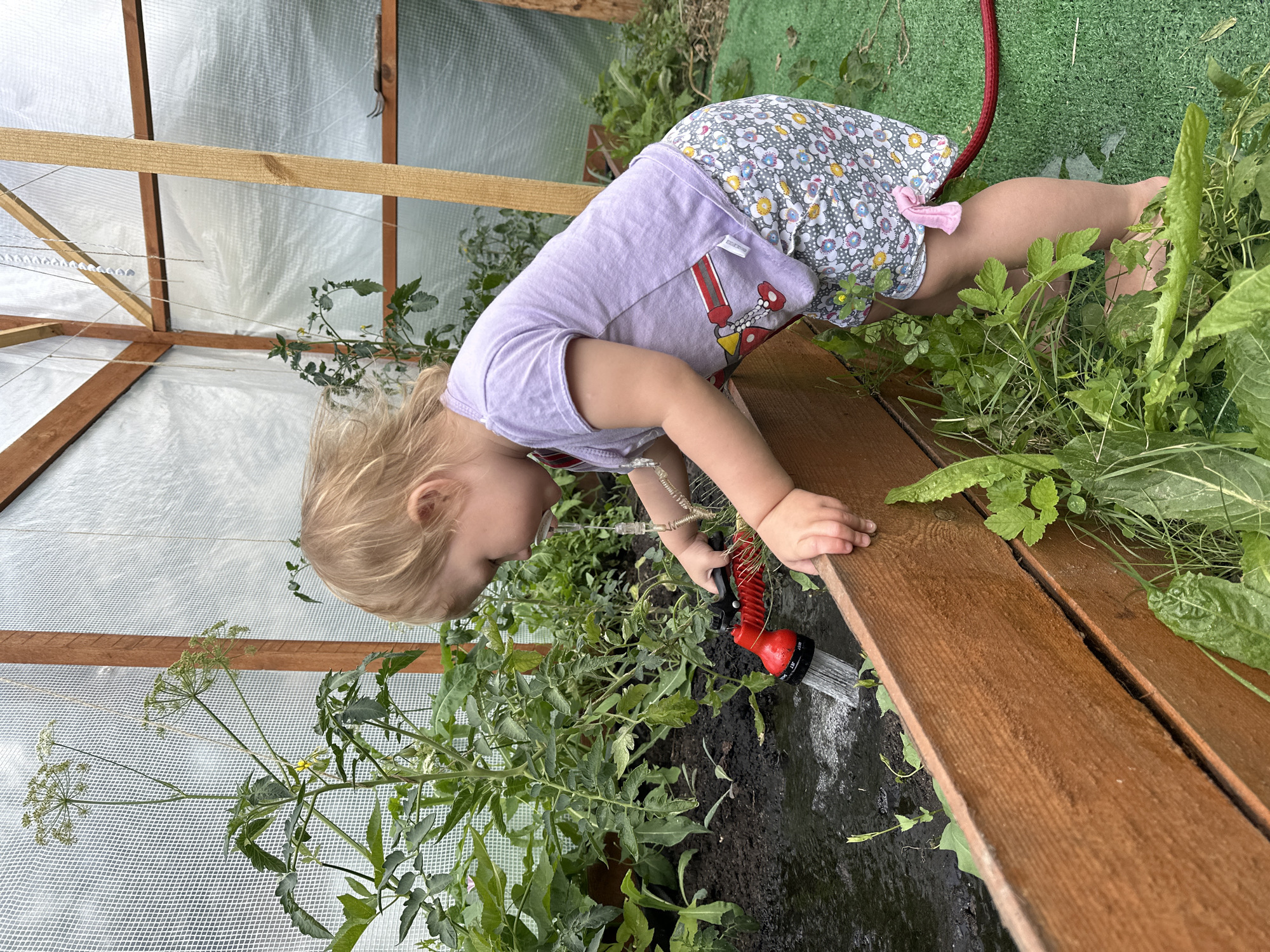 In a greenhouse in Nizhny Novgorod, Russia, a young child with blond hair is watering plants. The child is wearing a light purple t-shirt with a graphic on it and a patterned skirt with a pink bow. The child is holding a red and black hose nozzle and directing a stream of water onto the dark soil. There are green plants, including what appear to be tomato plants, growing in the greenhouse. The greenhouse has wooden framing and is covered with translucent material. Lush green grass is visible on the ground.