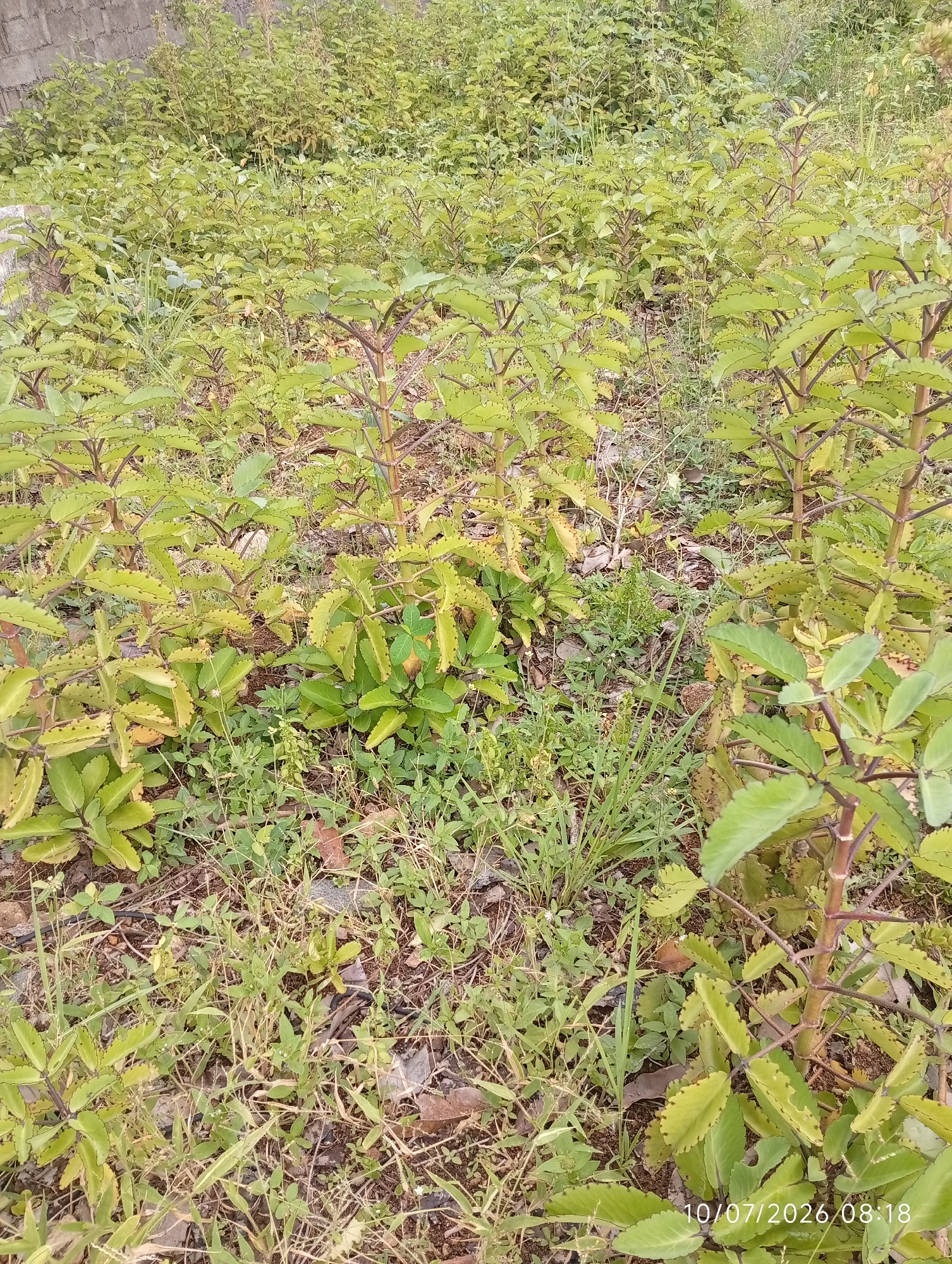 The image shows a densely vegetated outdoor area. The primary focus is on a patch of plants with thick, fleshy, light green leaves that have serrated edges and dark spots along the margins. These plants have reddish-brown, somewhat woody stems. They are growing in a somewhat haphazard manner, with some stems reaching higher than others. In the background, there is more green vegetation, appearing less distinct and denser. The ground is covered with dry leaves, twigs, and sparse green grass. To the far left, a portion of a grey brick wall is visible, suggesting an adjacent structure. The scene appears to be a natural or semi-wild environment within the city of Bana Stream, Nigeria. A timestamp "10/07/2026 08:18" is overlaid in the bottom right corner. There are no people or animals visible in the image.