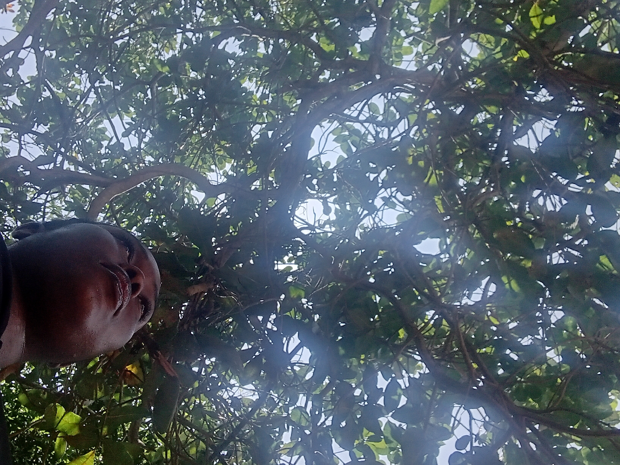 An individual's face, viewed from a low angle, is partially visible in the lower left quadrant of the frame, nestled amongst the dense foliage and branches of a tree. The person's eyes are closed, and their lips are slightly parted, suggesting a moment of rest or contemplation. The surrounding environment is dominated by the intricate network of tree branches and vibrant green leaves, through which the bright sky is visible in dappled patches. The lighting suggests a daytime scene, possibly outdoors in a natural setting within the city of Ejule, Nigeria. The overall impression is one of a person enjoying the shade and natural beauty of a tree.