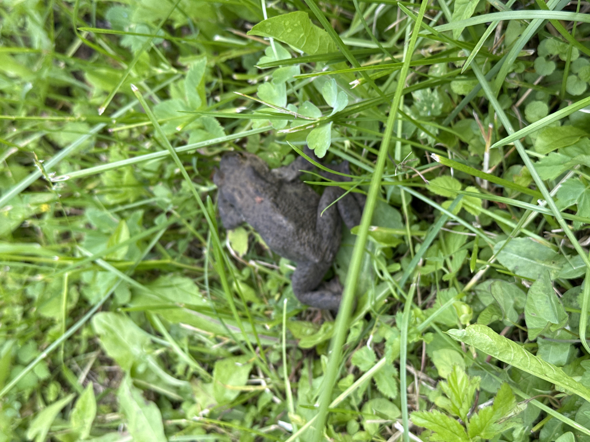 A common toad is partially hidden in green grass and vegetation. The toad is dark gray and appears to be resting or camouflaged amongst the foliage. The surrounding environment is lush and appears to be a natural setting, likely a garden or grassy area. The lighting suggests it is daytime, with natural light illuminating the scene. No text is visible in the image. The location context indicates the image was taken in Дзержинец-83 Снт, Russia.