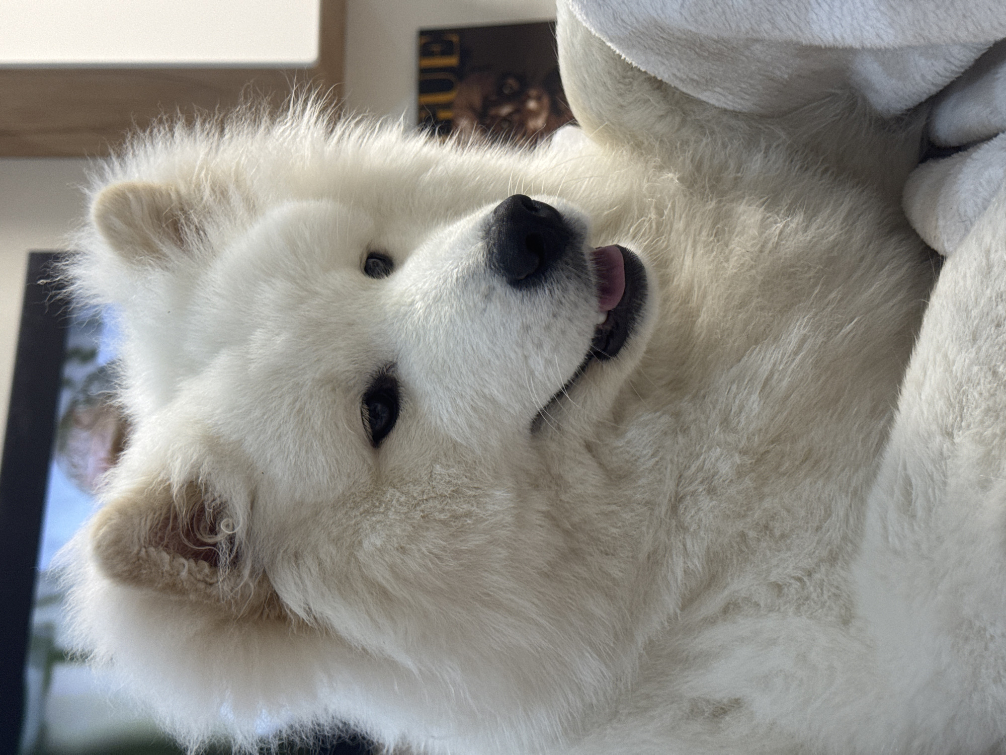 A white, long-haired Samoyed-type dog is depicted in a close-up, chest-up view, resting indoors in the city of Chaikovsky, Russia. The dog's head is turned slightly towards the right, with its dark eyes focused out of frame and its mouth slightly agape, revealing a pink tongue. Its thick, clean, white fur is the dominant feature. The blurred background on the left contains a dark, rectangular object, possibly a screen. On the right, behind the dog's shoulder, a magazine cover partially displays the capitalized word "VOGUE" and a blurred human face. A white, soft textile, consistent with a blanket, is draped around the dog's lower body on the right side of the image.