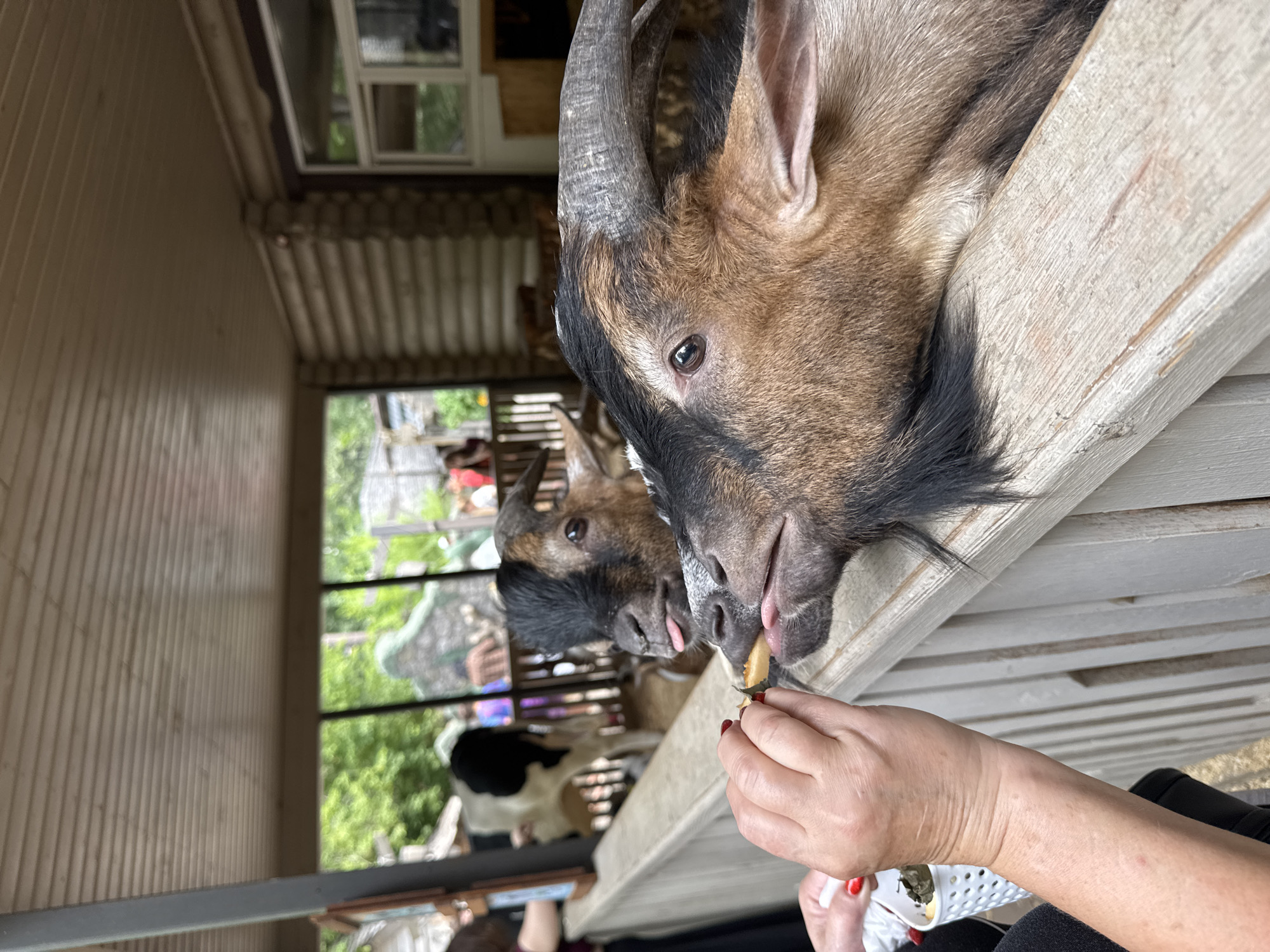 Two goats are being fed by a person's hand in an outdoor enclosure. One goat, in the foreground, has its head over a wooden railing, its mouth open and tongue extended to take food from the hand. The other goat, behind the first, also has its head over the railing, with its tongue sticking out. The hand holding the food appears to have red nail polish. In the background, a black and white goat is visible, along with other people and structures that appear to be part of an animal exhibit or farm. The environment suggests a zoo or petting farm. There is no information available to determine the specific location in the city of Novosibirsk, Russia.