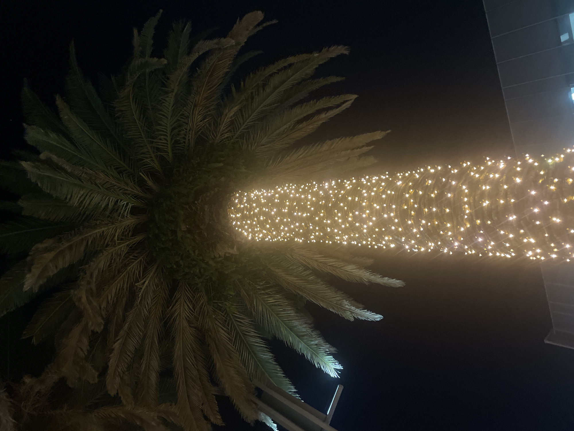 A vertical, low-angle shot captures a palm tree at night, its trunk illuminated by numerous small, warm-toned lights. The dense fronds of the palm tree, dark against the black night sky, spread outwards from the top of the trunk. In the background, a modern building with horizontal lines is visible, partially obscured by a soft glow emanating from the tree's lights. The scene is likely set in the city of Brisbane, Australia.