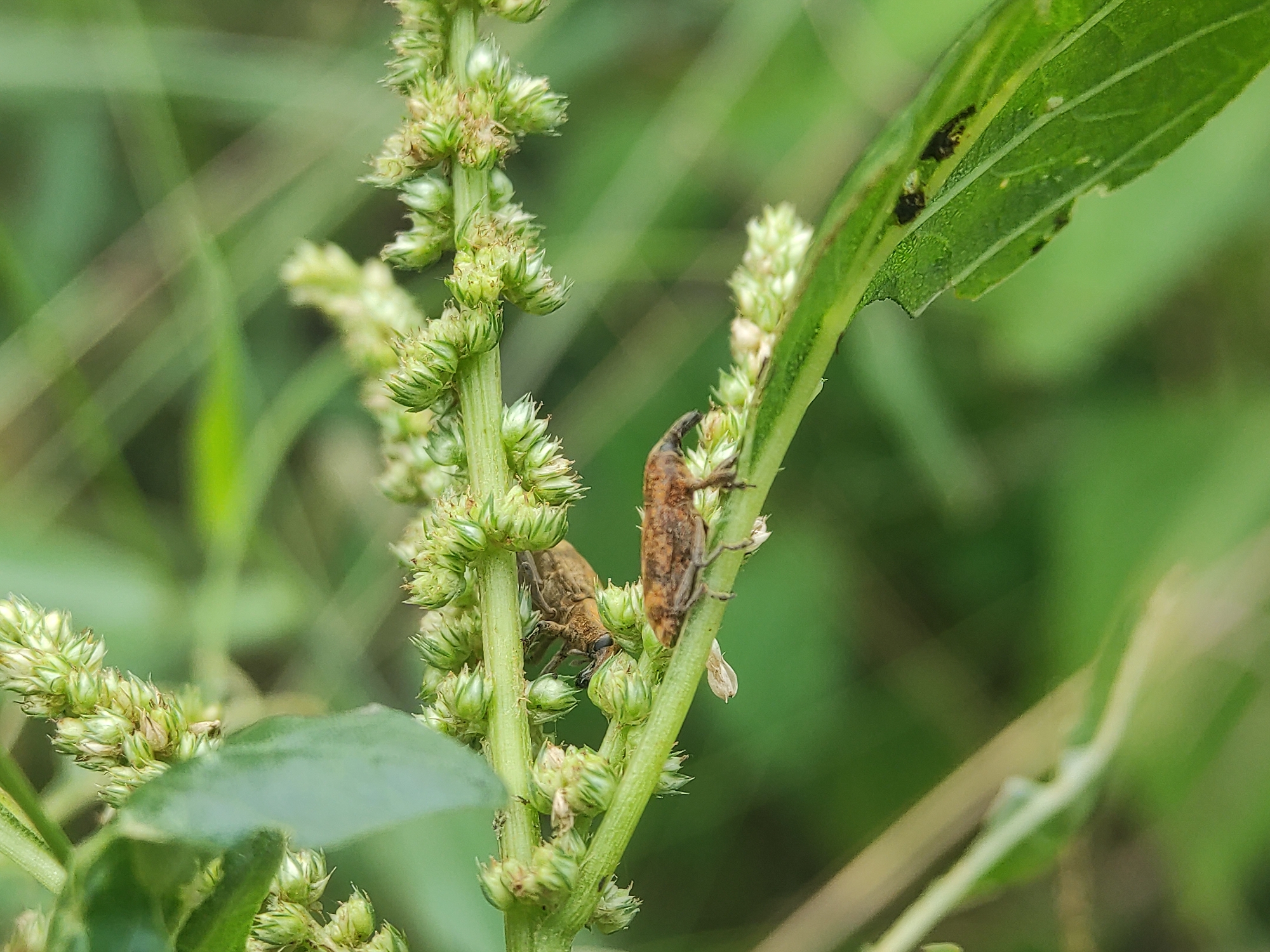 In a natural, outdoor setting, two weevils are the primary subjects, clinging to a green, flowering plant. The weevils are brown, elongated insects with prominent snouts. One weevil is positioned higher on the plant stem, while the other is nestled amongst the green flower buds. The plant features a central stalk with several offshoots bearing tightly packed, unripe flower buds. A single green leaf with some visible damage is located on the right side of the plant. The background is filled with out-of-focus green foliage, suggesting a grassy area or meadow. The image was taken in Lhokseumawe, Indonesia.