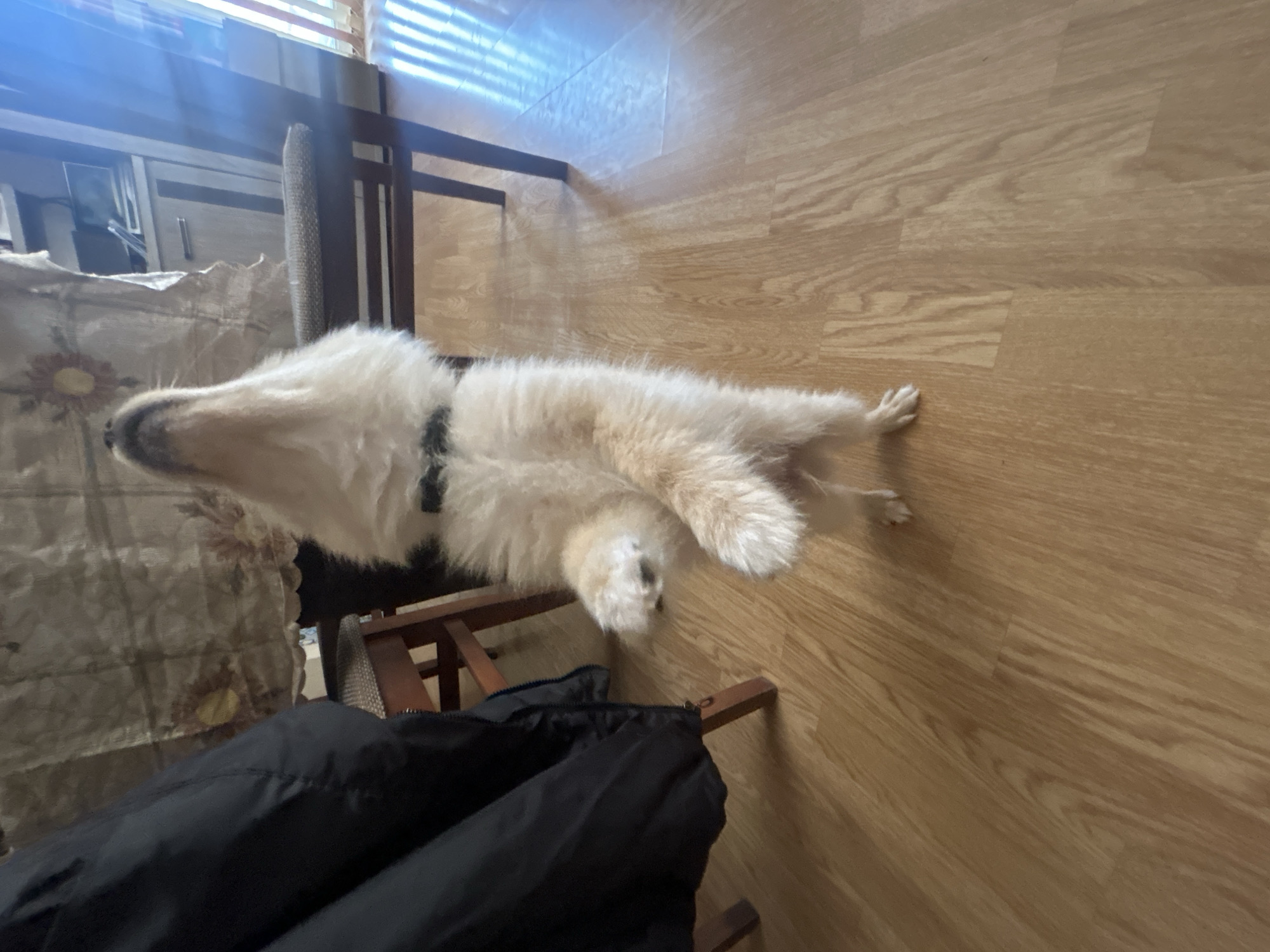A fluffy, light-colored dog stands on its hind legs, looking upwards. The dog is wearing a dark collar and has its front paws extended. It is positioned on a wooden floor, with a portion of a dark-colored jacket visible to the left and a chair and table in the background. Sunlight streams in from the right side of the frame, creating shadows on the floor and illuminating the scene. The environment appears to be an indoor setting, possibly a home.