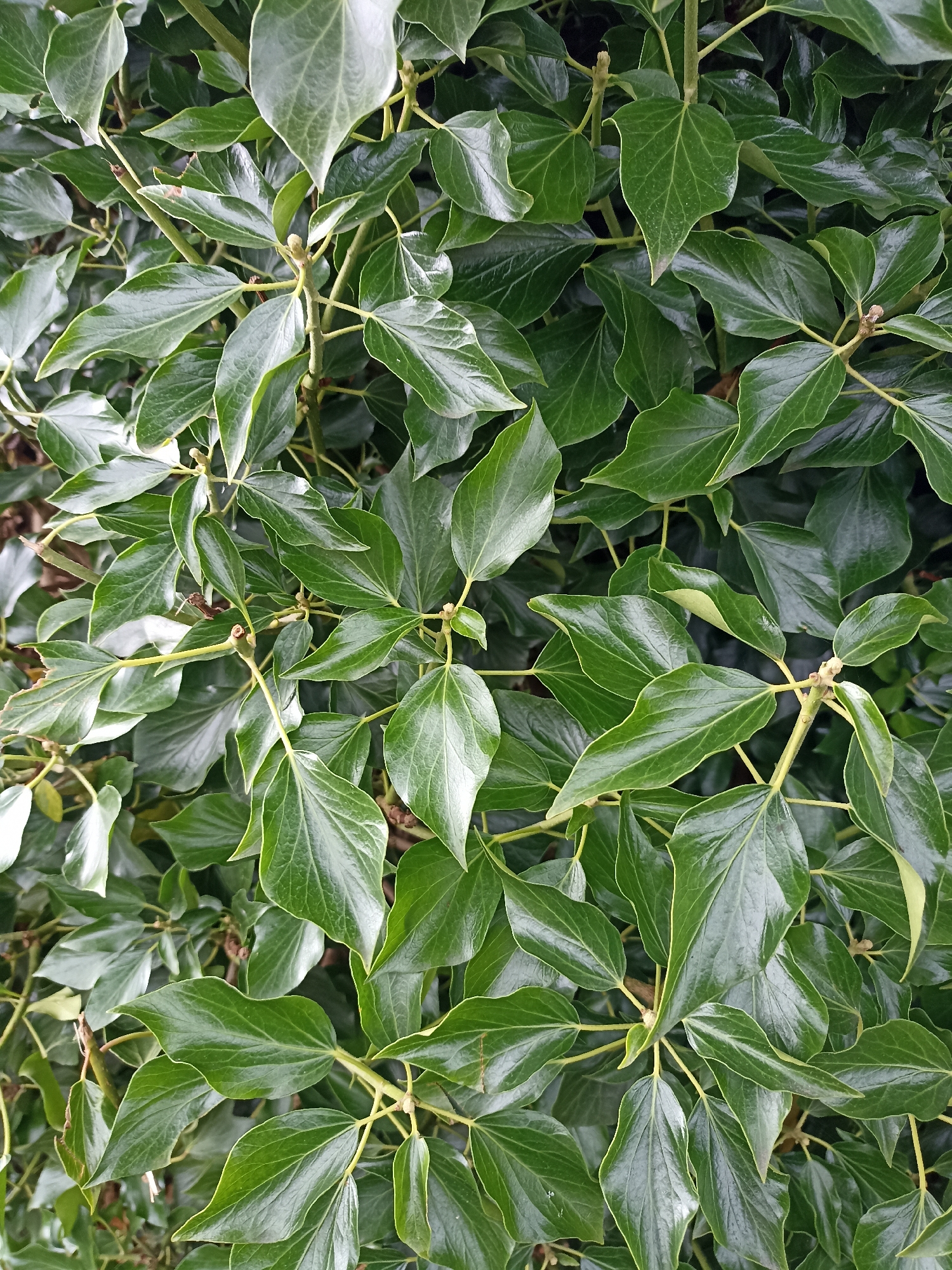 This media file is a close-up, overhead view of lush, green ivy leaves. The leaves are glossy and have a vibrant, deep green color, suggesting they are healthy and well-hydrated. The arrangement of the leaves forms a dense, natural canopy. The lighting appears natural, possibly indicating an overcast day or dappled sunlight, as there are no harsh shadows. The image captures the texture and detail of the foliage, with visible veins on the leaves and the subtle sheen from moisture or natural oils. The branches are slender and a light brown or tan color, providing a delicate structure to the overall mass of leaves. The scene is one of natural growth and abundance, characteristic of dense vegetation. There are no people, objects, or text visible in the image. The context provided, Annagry, Ireland, suggests a temperate climate where such dense ivy growth is common, likely outdoors in a garden or natural setting. The overall impression is one of natural beauty and the richness of plant life.