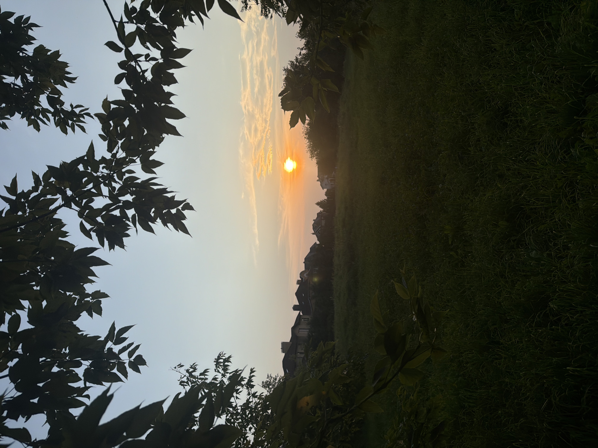 An outdoor, eye-level, full shot captures a serene sunset over a suburban landscape in Kolomna, Russia. Silhouetted leaves frame the top and left edges of the image, obscuring a portion of the clear, pale blue sky. The sun, a bright orb of orange, is positioned slightly left of the center, casting a warm glow that illuminates a band of scattered, wispy clouds.
In the middle ground, a row of houses with dark roofs and visible chimneys stands against a backdrop of silhouetted trees. The houses appear to be of similar architectural style, suggesting a planned community or development. A lush, green field occupies the lower half of the image, its dense grass appearing somewhat uneven and possibly wet, hinting at recent rainfall or dew. The overall atmosphere is peaceful and tranquil, with the setting sun creating a warm and inviting ambiance. No people or animals are visible in the frame.