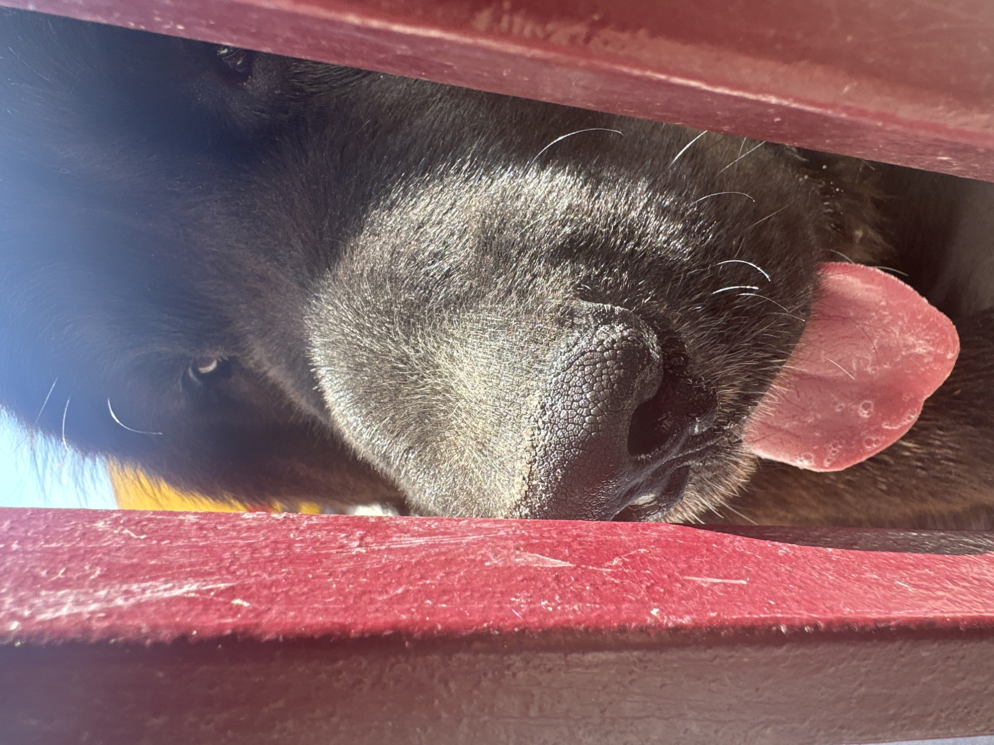 A close-up, low-angle shot shows a black dog with its tongue sticking out between what appears to be the horizontal slats of a red painted wooden structure. The dog's nose is centered and dominates the view, with its right eye partially visible at the top left. Light is coming from the left, highlighting the texture of the dog's fur and the red paint. The background is out of focus. The location is unknown, it is not possible to determine where this photo was taken.