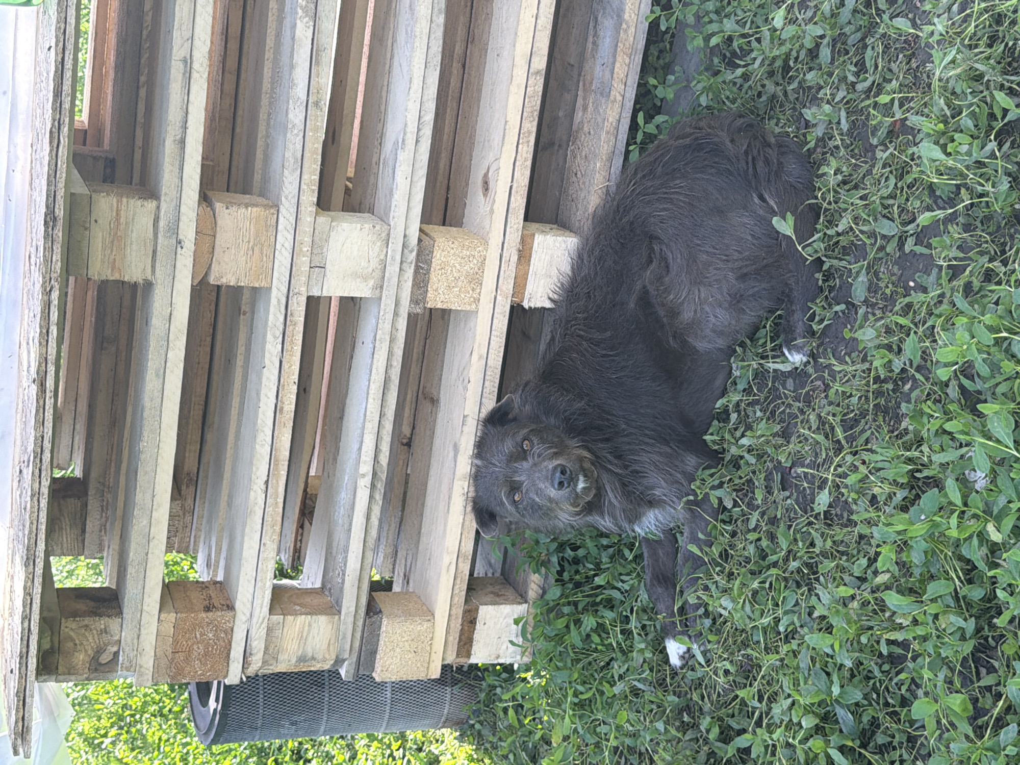 A medium-sized, gray, shaggy dog with white markings on its paws lies in green vegetation near a stack of wooden pallets. The pallets are constructed from light-colored wood planks and rectangular wooden blocks. A round black object is partially visible beneath the pallets. The scene appears to be outdoors, potentially in a yard or storage area. The location is Leningradskaya, Russia.