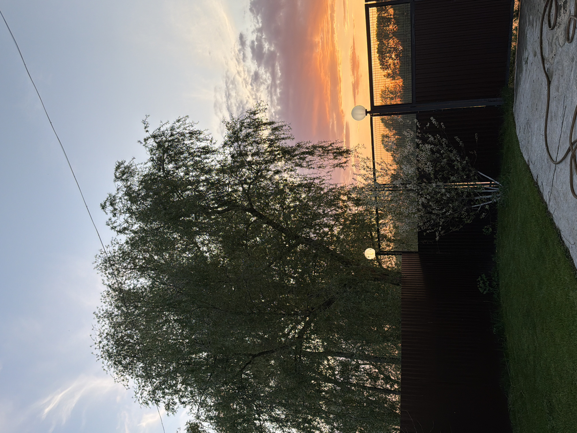 The image depicts an outdoor scene likely taken during sunset or sunrise. A large tree with dense foliage dominates the left side of the frame, obscuring part of the sky. The sky transitions from light blue to orange and pink hues, indicating the presence of the sun. A fence, constructed from dark material and partially see-through at the top, runs across the middle of the image. Two spherical lights are mounted on the fence. To the right of the fence is a patch of green grass and a paved surface with a hose. The location is Chaikovsky, Russia.