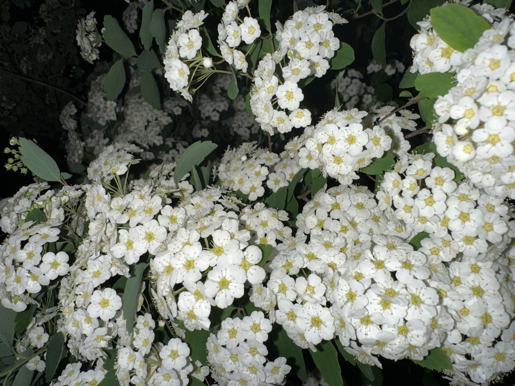 The image shows a cluster of white flowers with yellow centers against a dark background. The flowers are likely part of a bush or shrub, with green leaves visible among the blossoms. The location in the city of Unknown, Unknown is not identifiable from the image.