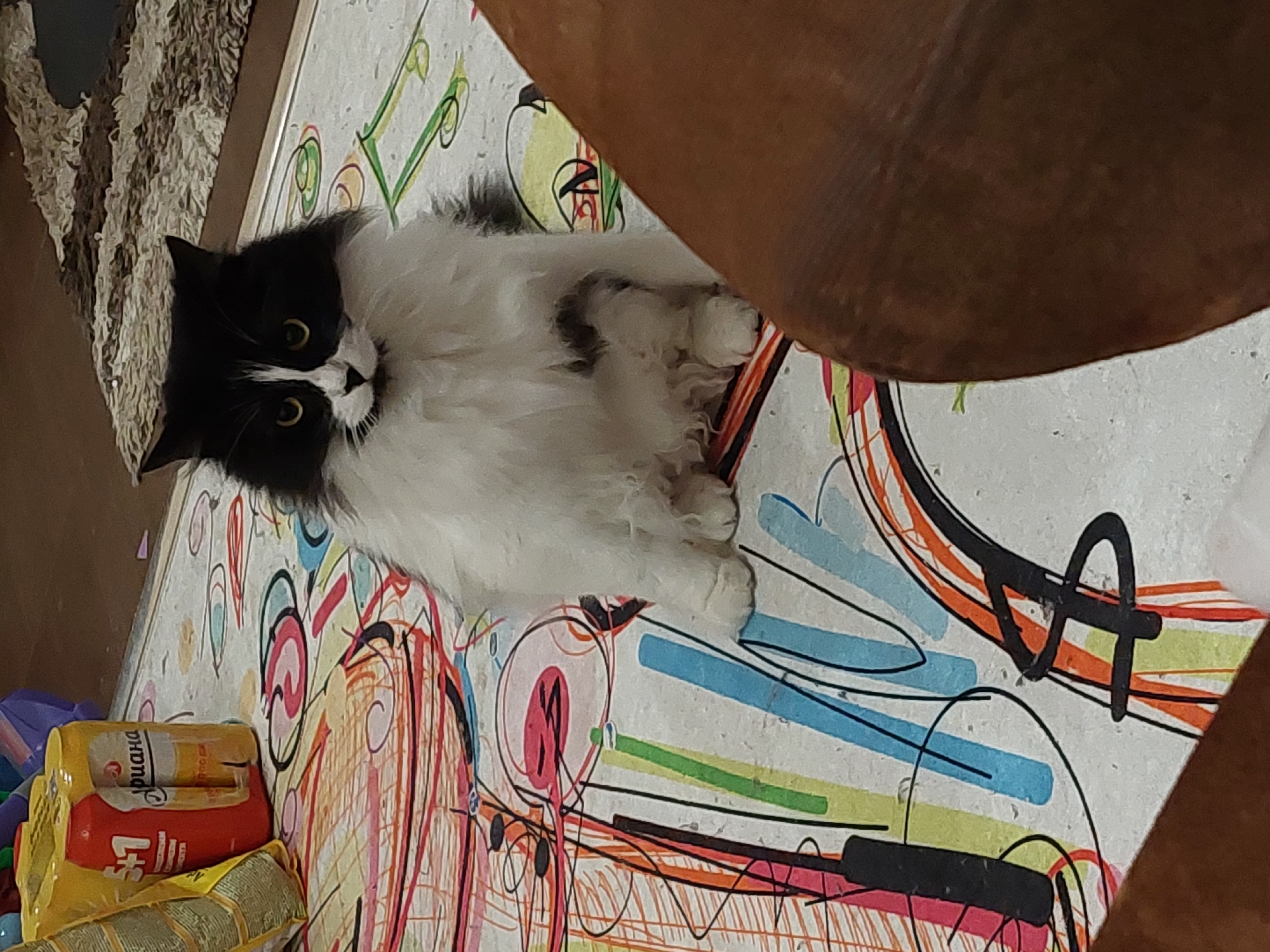 A black and white cat is lying on a patterned surface. The cat has yellow eyes and is facing the camera. Next to the cat are several packages of food. Part of a brown chair is visible in the upper right corner of the image. The location appears to be indoors. There is no information to suggest this photo was taken in Plovdiv, Bulgaria.