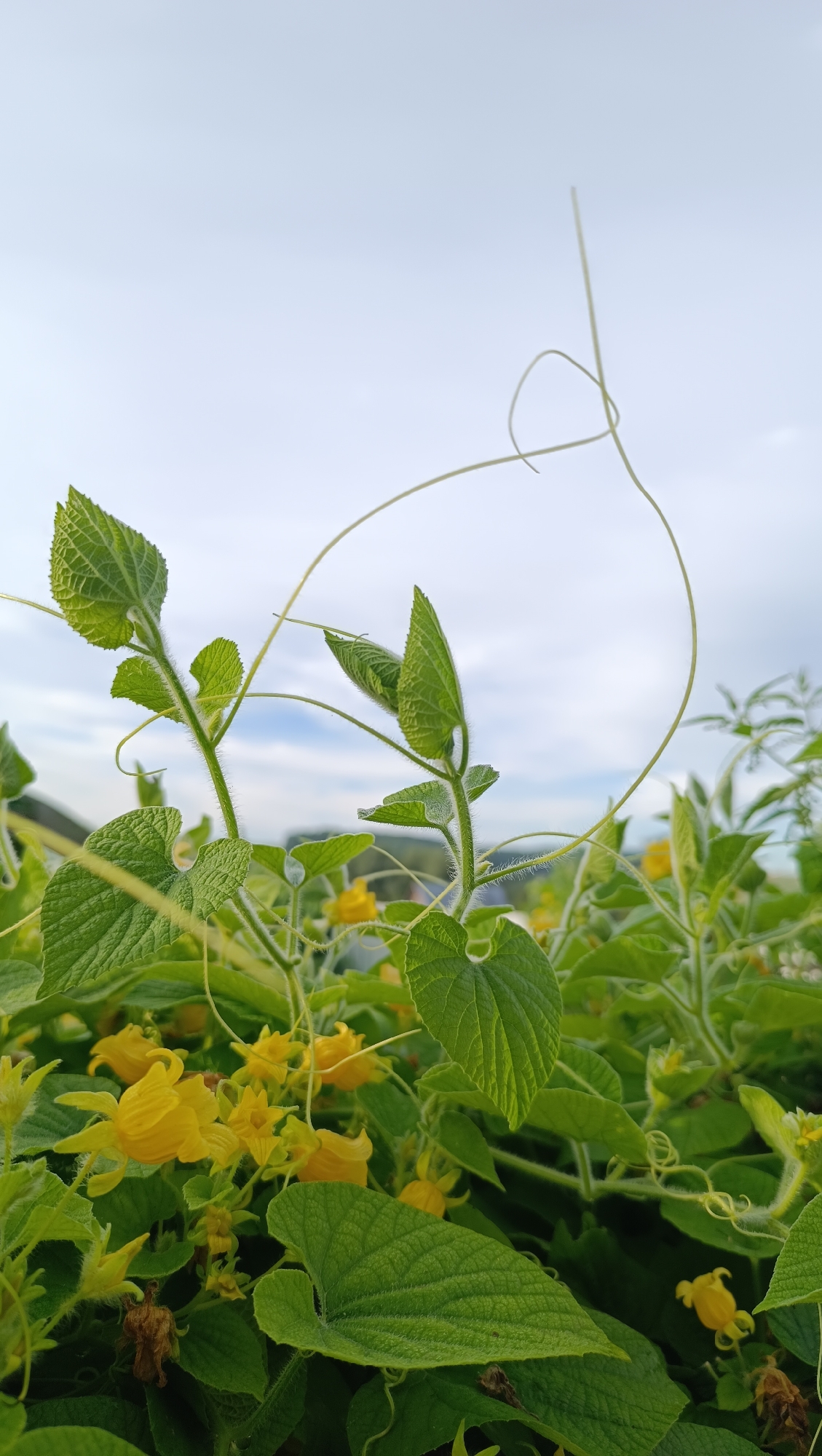 A close-up, vertical, eye-level shot captures a cluster of green, fuzzy vines with heart-shaped leaves and small yellow flowers against a bright, overcast sky. The vines are actively growing, with tendrils curling and reaching upwards. The focus is sharp on the foreground foliage, with a slight blur in the background that suggests distant trees and possibly buildings. The lighting is diffused, indicating an outdoor setting, likely during daylight hours. The image is taken in Karsha, Russia.