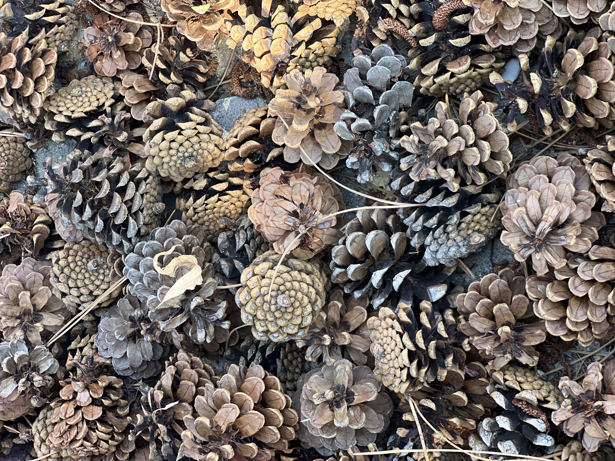The image is a high-angle, full-frame shot of a dense, tightly packed collection of pinecones on the ground. The pinecones vary in size, shape, and color, ranging from light brown and tan to dark brown and grey, with some showing hints of white or pale blue, possibly due to frost or lichen. The texture of the pinecones is rough and scaly, with many of the individual scales visible. There are also a few dried leaves and pine needles interspersed among the pinecones. The ground beneath appears to be a mix of dirt, small stones, and possibly concrete or asphalt. The lighting suggests it is daytime, with shadows present, indicating an outdoor setting. The scene is devoid of any human presence or activity. This image was taken in the city of Yeşilova, Turkey.