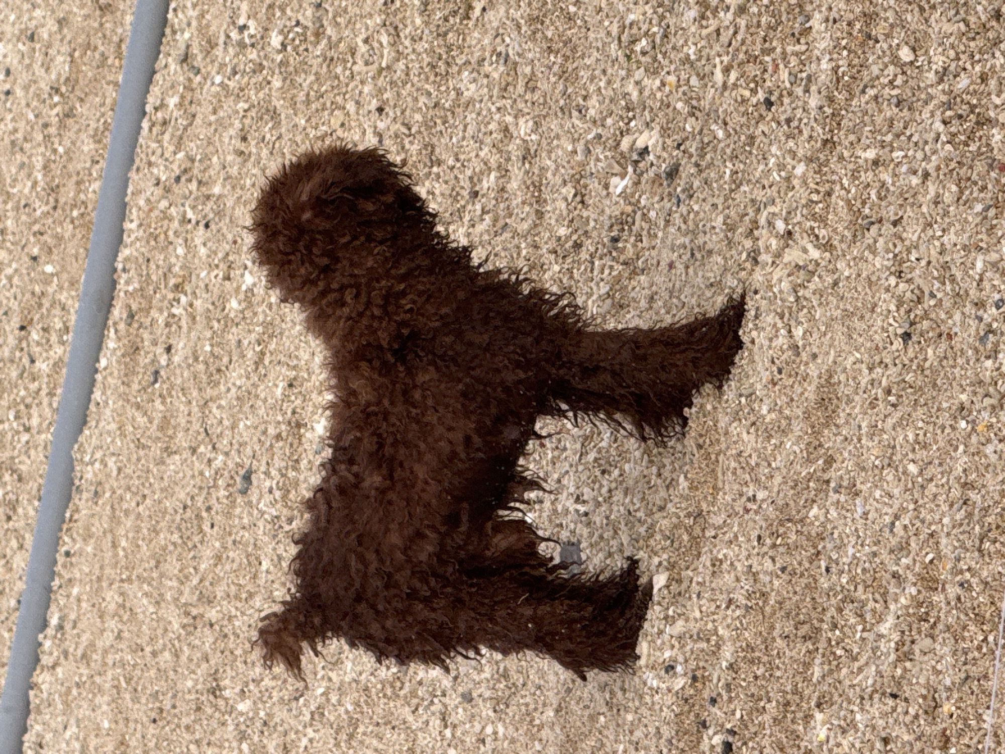 A brown, curly-haired dog stands on a coarse, sandy surface. The dog is facing to the right of the frame, with its head turned slightly away. Its fur appears somewhat damp and shaggy. The ground is covered in small, light-colored pebbles and sand. In the background, a gray, cylindrical object runs horizontally across the top of the frame. This scene is located in Lý Sơn Special Administrative Region, Vietnam.