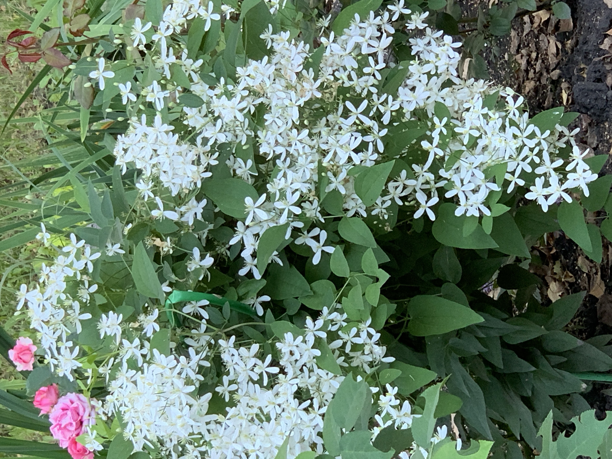 A dense cluster of white flowers with green leaves dominates the frame. The flowers are small and star-shaped, with delicate petals. Some pink roses are visible in the upper left corner, adding a touch of color. The foliage is lush and varied, with some leaves being broad and others more elongated. The background appears to be a garden setting, with dark soil and some fallen leaves visible at the bottom. The lighting suggests it is daytime, with soft natural light illuminating the scene. There are no people or animals present. The image is captured from a medium distance, focusing on the floral arrangement. The location within the city of Prokopyevsk, Russia, cannot be determined from the visual information provided in the image.