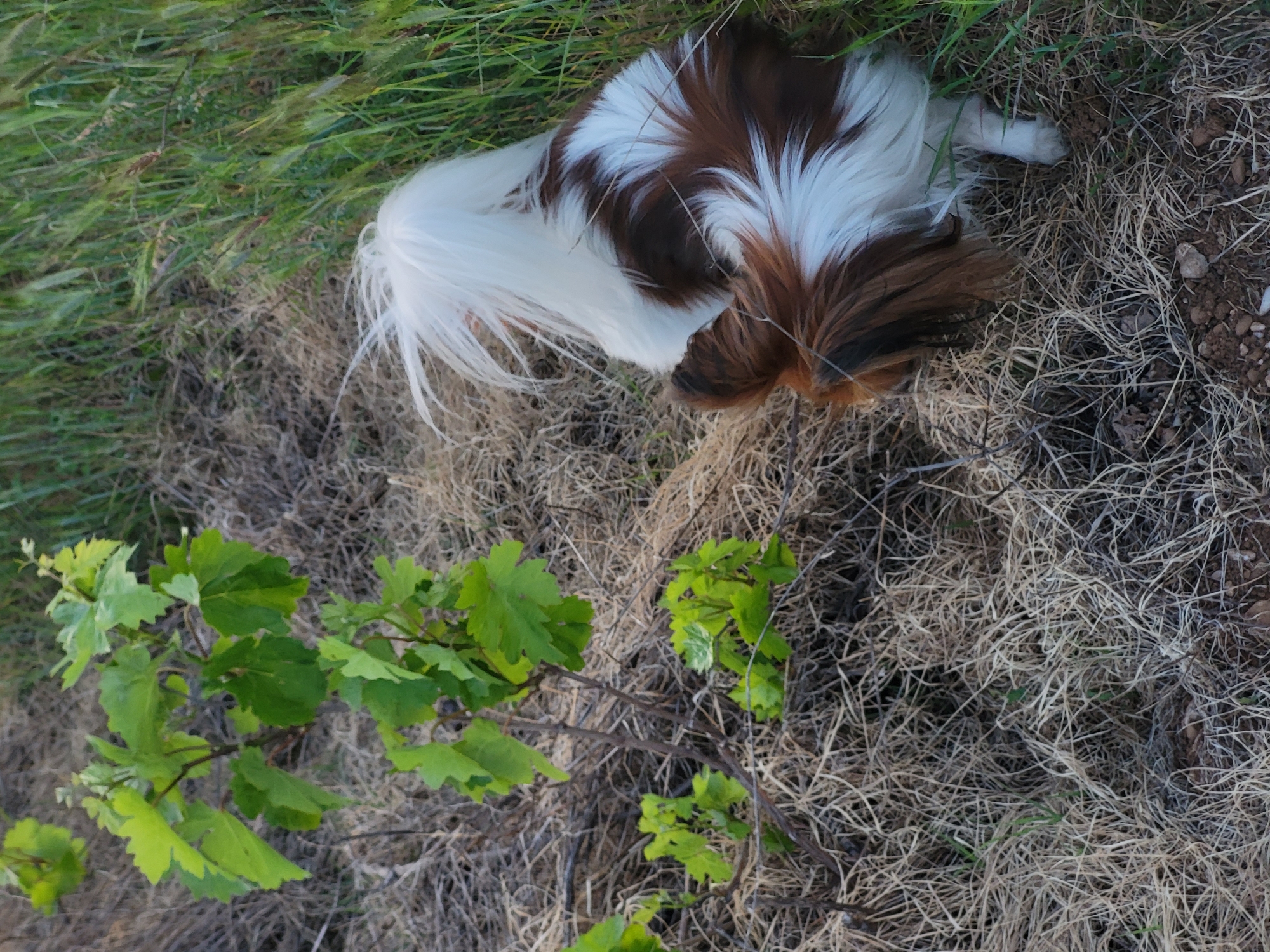 The image shows a Cavalier King Charles Spaniel lying on dried grass in an outdoor setting. The dog has a white, brown, and black coat. A small vine with green leaves is in the lower left of the image. The location is unknown.