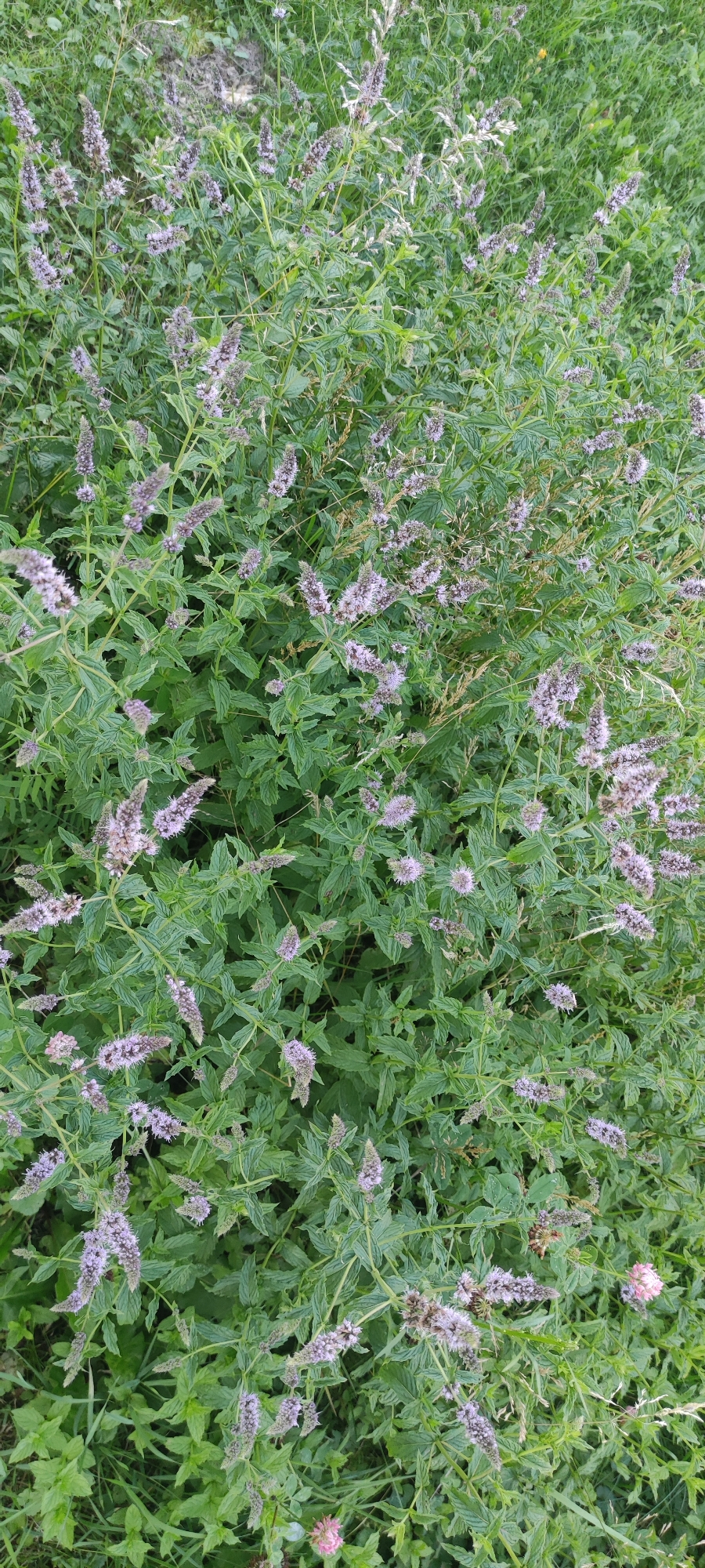 In a naturalistic, outdoor setting within the SNT Moskovsky Veteran in Russia, a dense patch of flowering mint plants dominates the scene. The plants are characterized by their abundant, lance-shaped green leaves and numerous spiky, pale purple flower clusters. The flowers are small and appear to be in various stages of bloom, with some fully open and others still budding. The vegetation is lush and slightly overgrown, with some dried grasses and other green foliage interspersed amongst the mint. The lighting suggests an overcast or diffused daylight, with no harsh shadows. The image is taken from a top-down perspective, showcasing the extensive growth of the mint. There are no people or man-made objects prominently visible in this specific view of the flora.