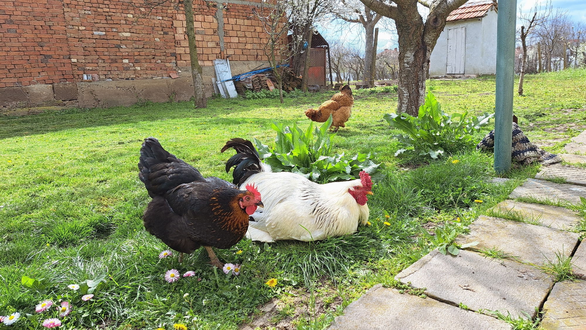 The image depicts a sunny outdoor scene in what appears to be a backyard or rural setting. A black hen stands near a white rooster, which is resting on the grass. Behind them, another reddish-brown chicken walks across the lawn. Various plants and flowers, including daisies and dandelions, dot the green grass. In the background, there is a brick building, a shed, and other trees and vegetation. A section of a paved stone pathway is visible on the right side of the frame, with a patterned fabric or item partially obscured near a green pole. The location is not discernible from the image.