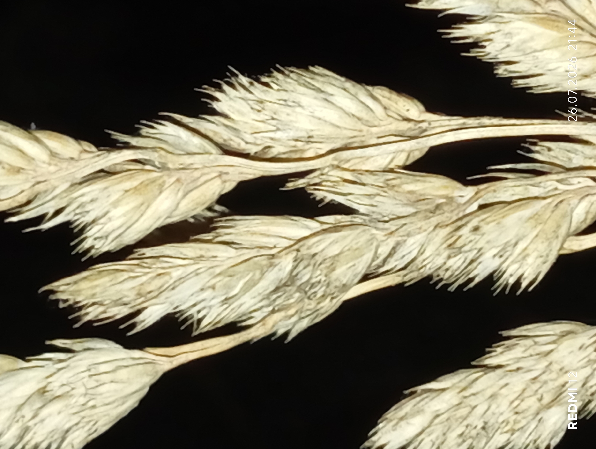 The image displays a close-up view of dried wheat stalks against a black background. The stalks are light brown and beige, with a feathery texture. The lighting highlights the intricate details of the plant material. In the bottom left corner of the image, the text "REDMI 12" is visible, indicating the device used for capture. In the bottom right corner, a timestamp reads "26.07.2026 21:44". The image does not contain any information that would allow for the determination of its location in the city of Smila, Ukraine.