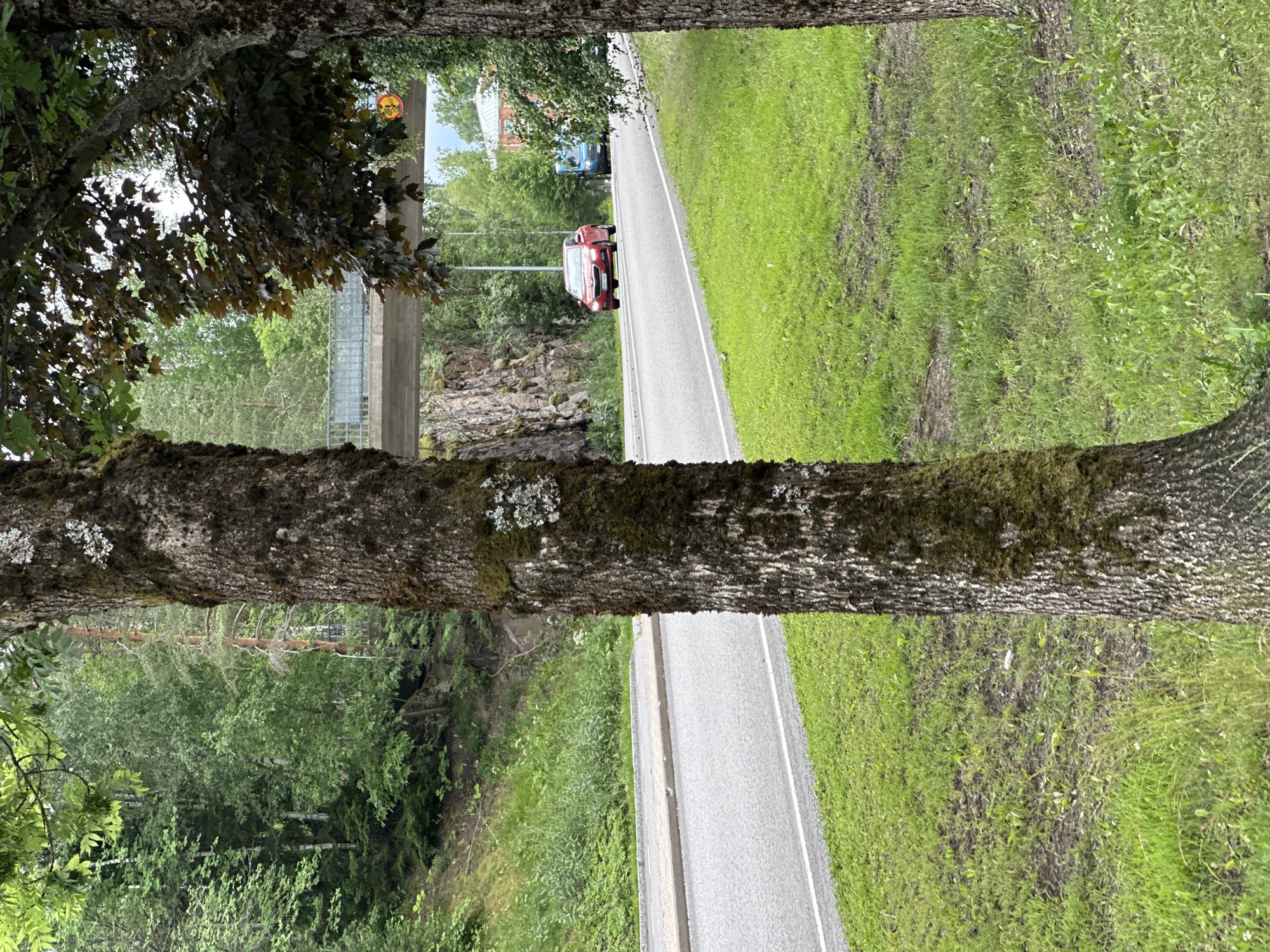 The image shows a road with a red car driving on it, seen from behind a tree trunk in the foreground. The road is surrounded by lush green grass and trees. In the background, there is a rock face and a concrete structure, possibly a bridge or overpass. There are no people visible in the image. The scene appears to be a rural or suburban setting on a cloudy day, given the soft, diffused light. The focus is on the natural elements and the man-made road and car, creating a contrast between the wild and the constructed. The tree trunk in the foreground is textured and covered in moss, adding a sense of age and natural beauty. The image is oriented vertically, with the tree trunk spanning the width of the frame, dividing the scene into two distinct halves: the natural landscape on the left and the road with its surroundings on the right.