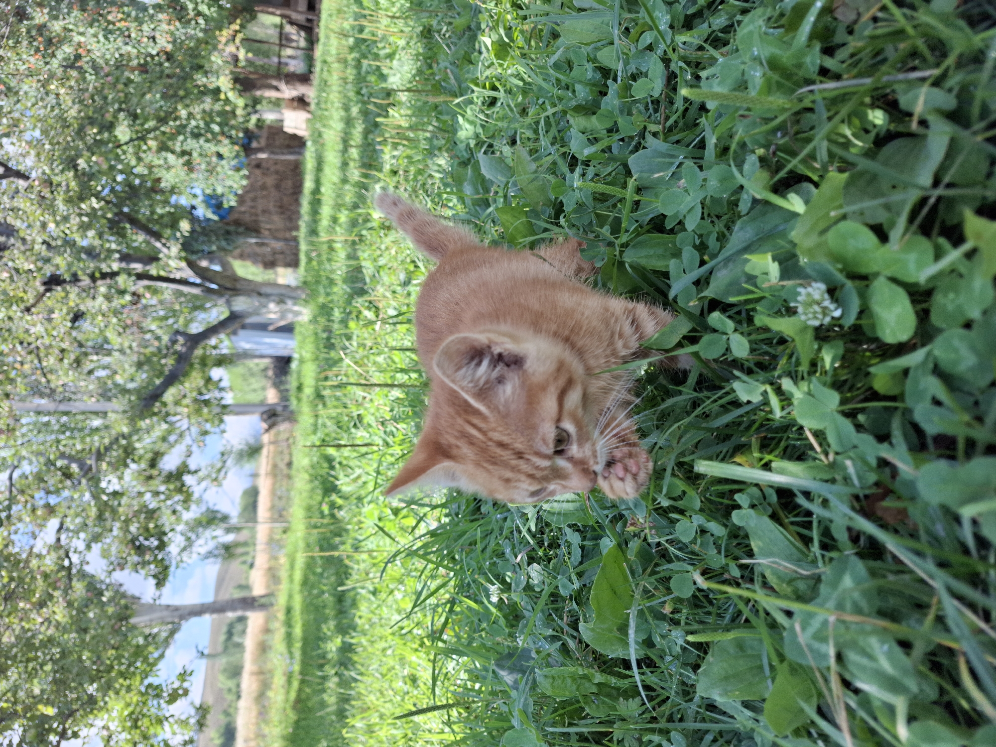 A ginger kitten is in the foreground of a grassy yard. The kitten is looking down at its paws, which are in its mouth. The grass is green and lush, with some clover and small white flowers. In the background, there are trees with green leaves and some hay bales. The sky is blue with some clouds. The scene is outdoors in a rural setting, possibly in the city of Jeti-Ögüz, Kyrgyzstan.