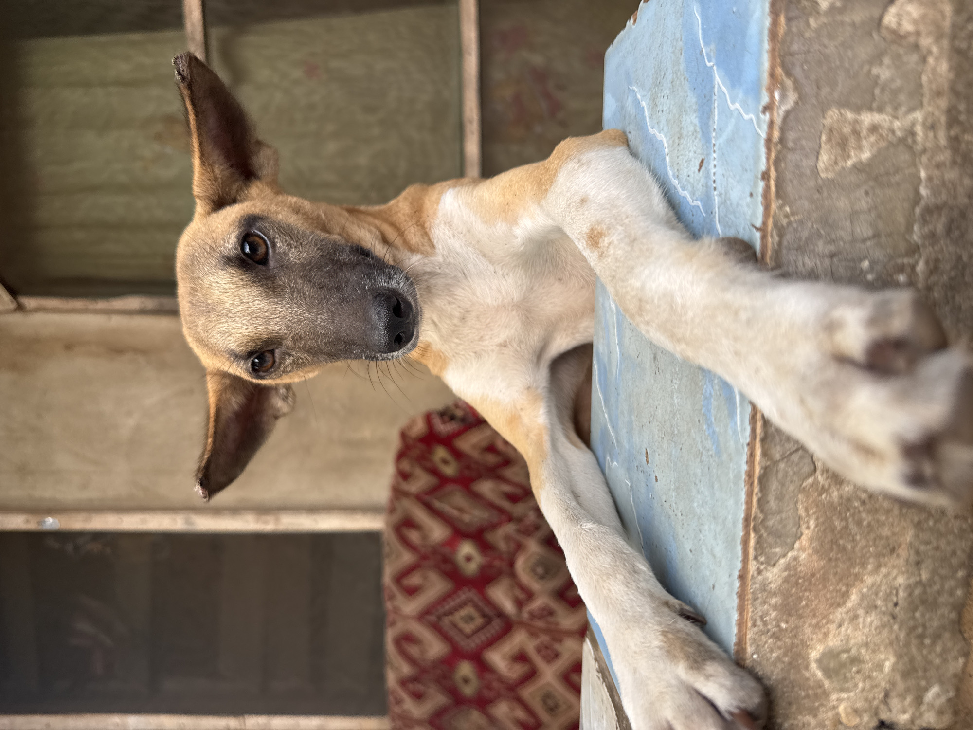 A medium close-up shot looking up at a tan and white dog. The dog is lying, with front paws extended toward the camera, and eyes focused straight ahead. The foreground of the shot is a painted blue and tan surface. The background includes a red patterned cushion and a screened window. The image was taken in Aboh, Nigeria.