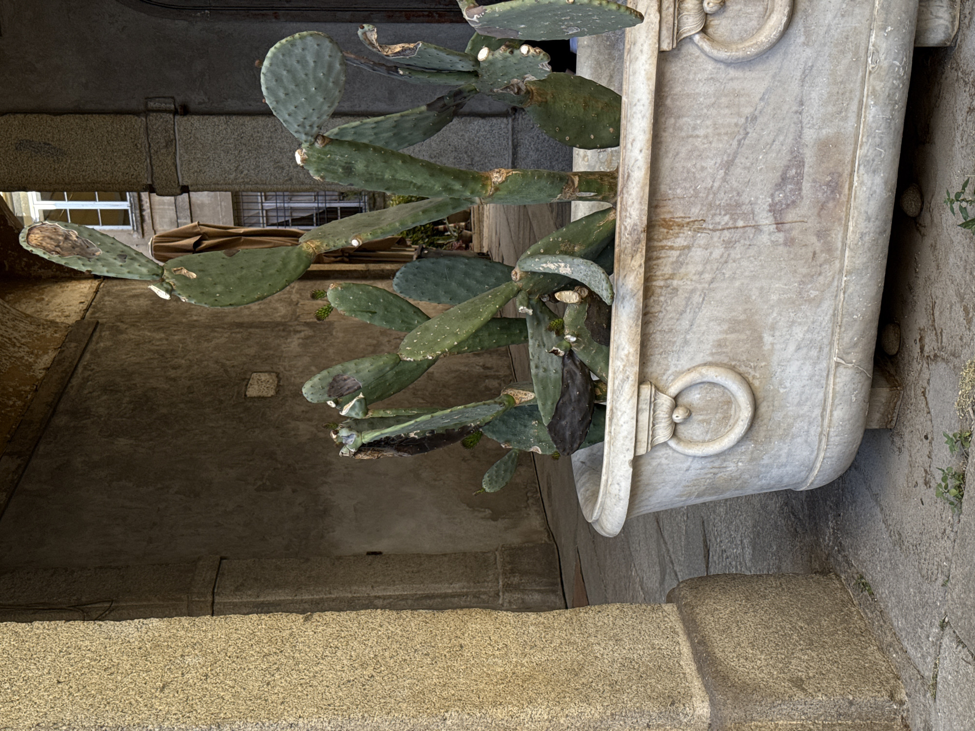 A prickly pear cactus grows from a white marble planter, which features ring handles. The planter sits along a stone walkway, part of a building with stone pillars and an arched hallway. A window is visible in the background. The location is Milan, Italy.