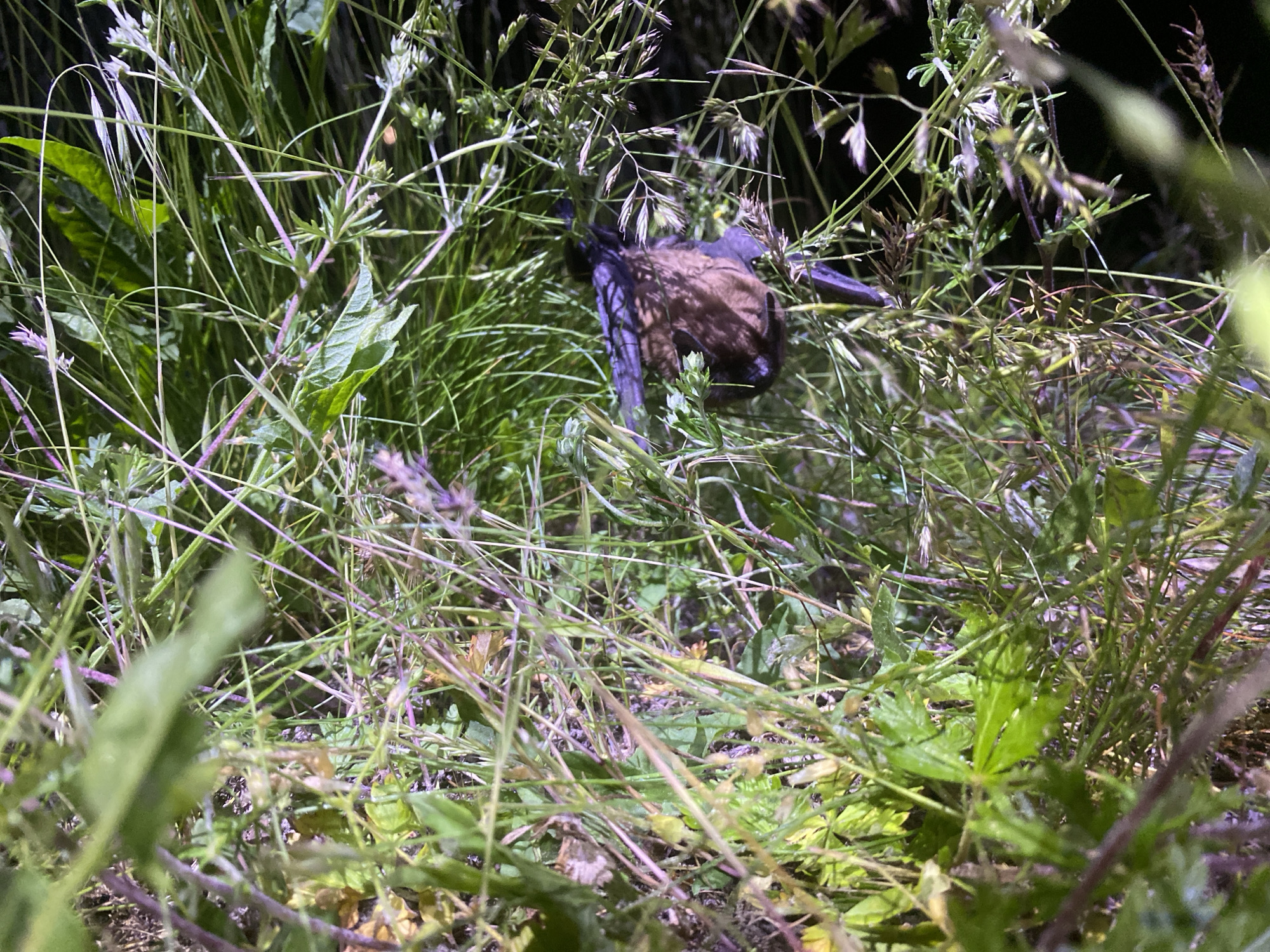 In Matiashivka, Ukraine, amidst dense, long grasses and weeds, lies what appears to be a dead animal, possibly a bat. The animal is brown with dark wings or limbs entangled in the vegetation. The scene is dark, with illumination focused on the subject. The vegetation includes various types of grasses and broad-leafed plants. No people are visible. The environment is overgrown and unkempt.